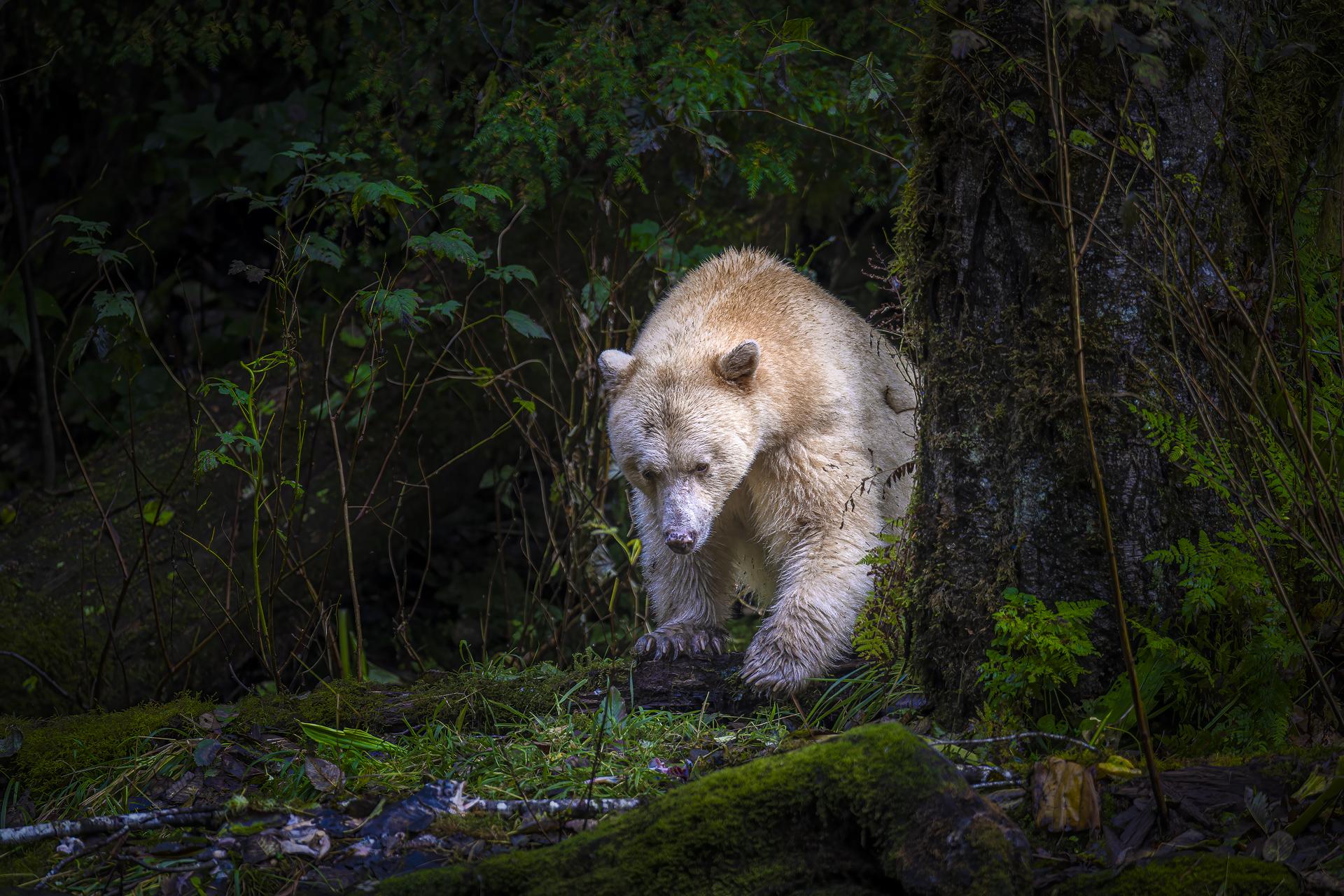 New York Photography Awards Winner - Forest Spirit