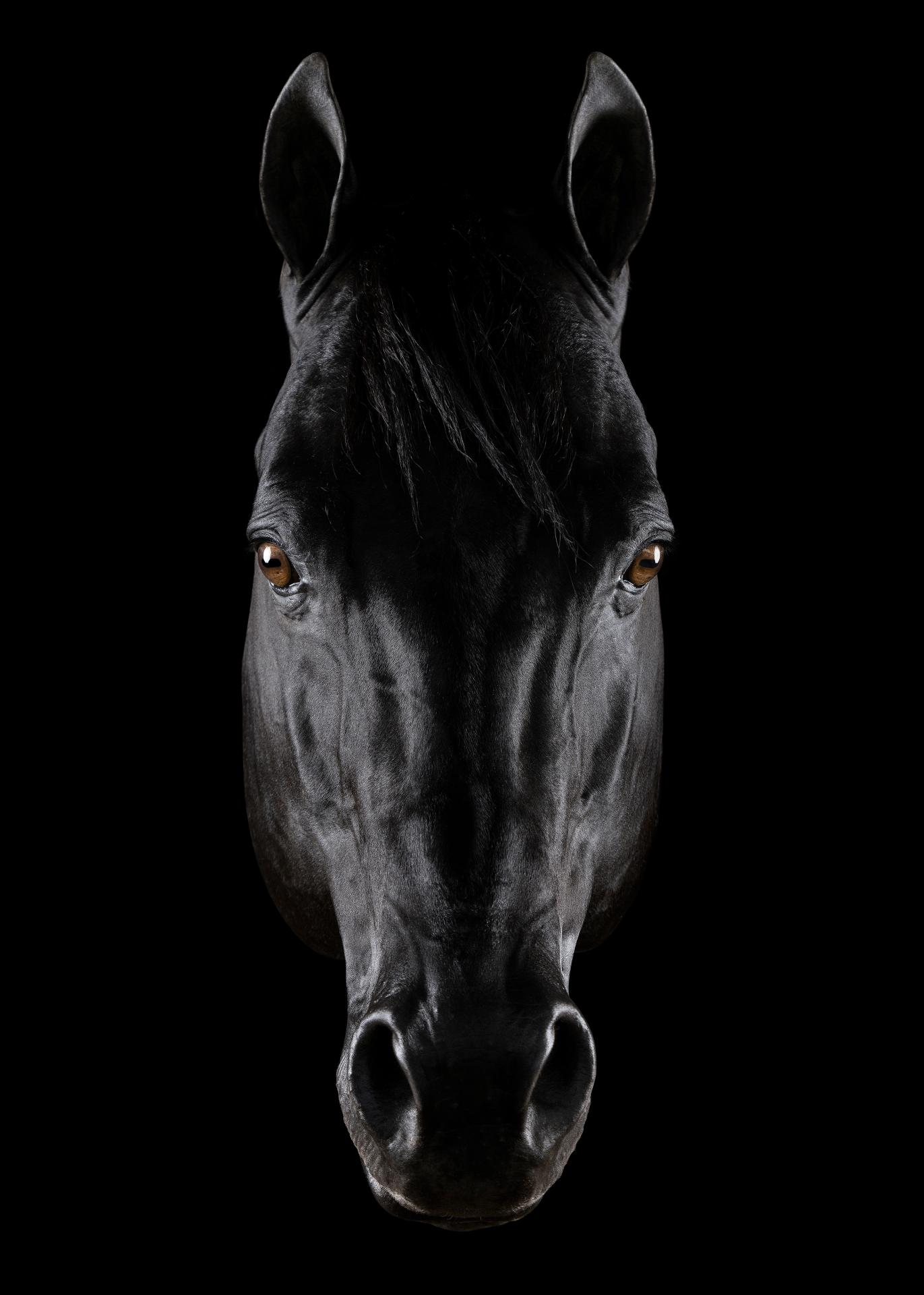 New York Photography Awards Winner - Horse Soul