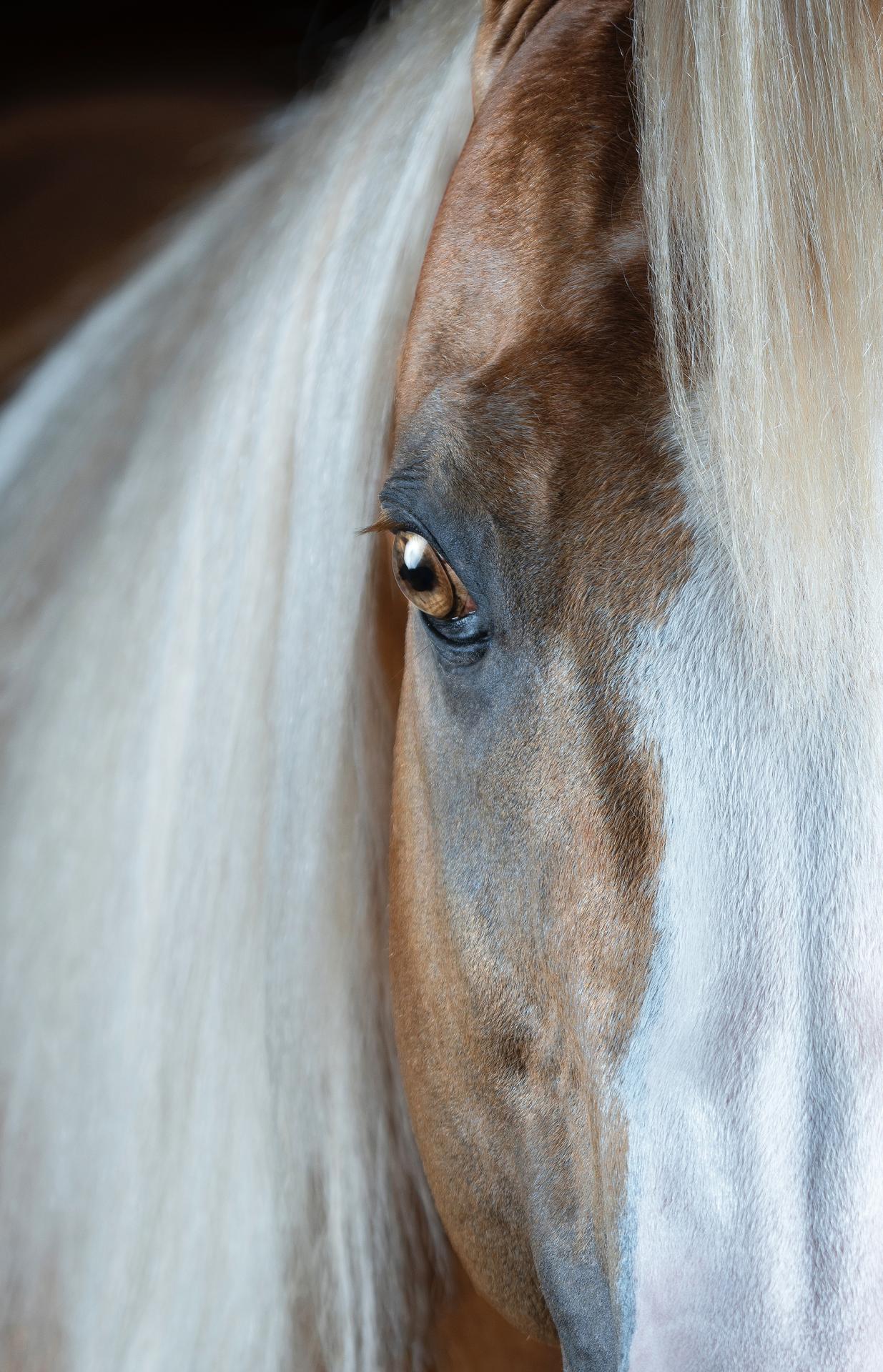 New York Photography Awards Winner - Horse Soul