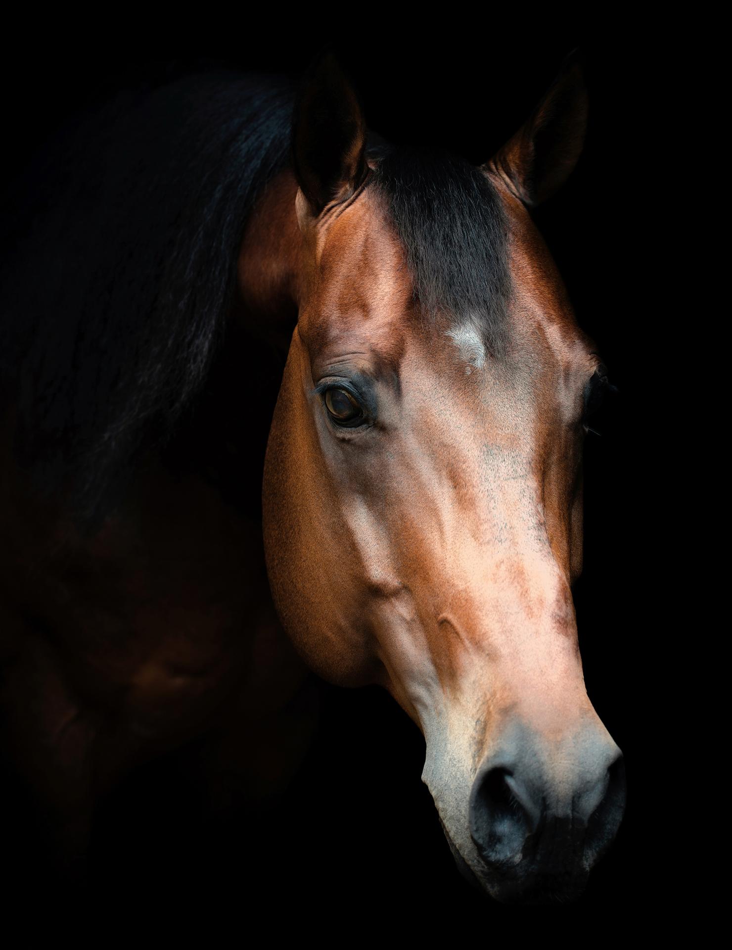 New York Photography Awards Winner - Horse Soul