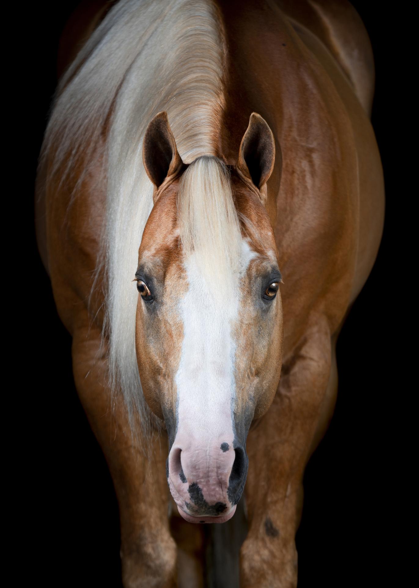 New York Photography Awards Winner - Horse Soul