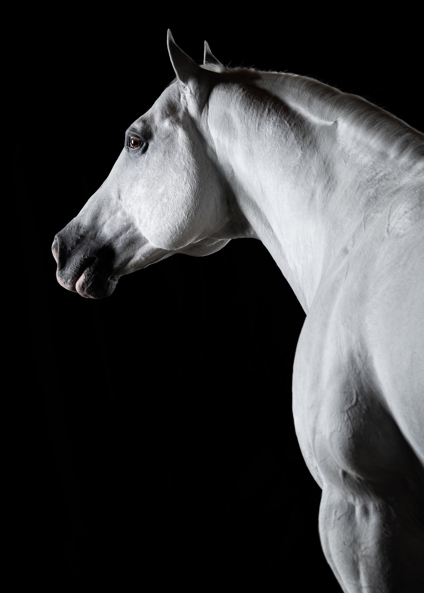 New York Photography Awards Winner - Horse Soul