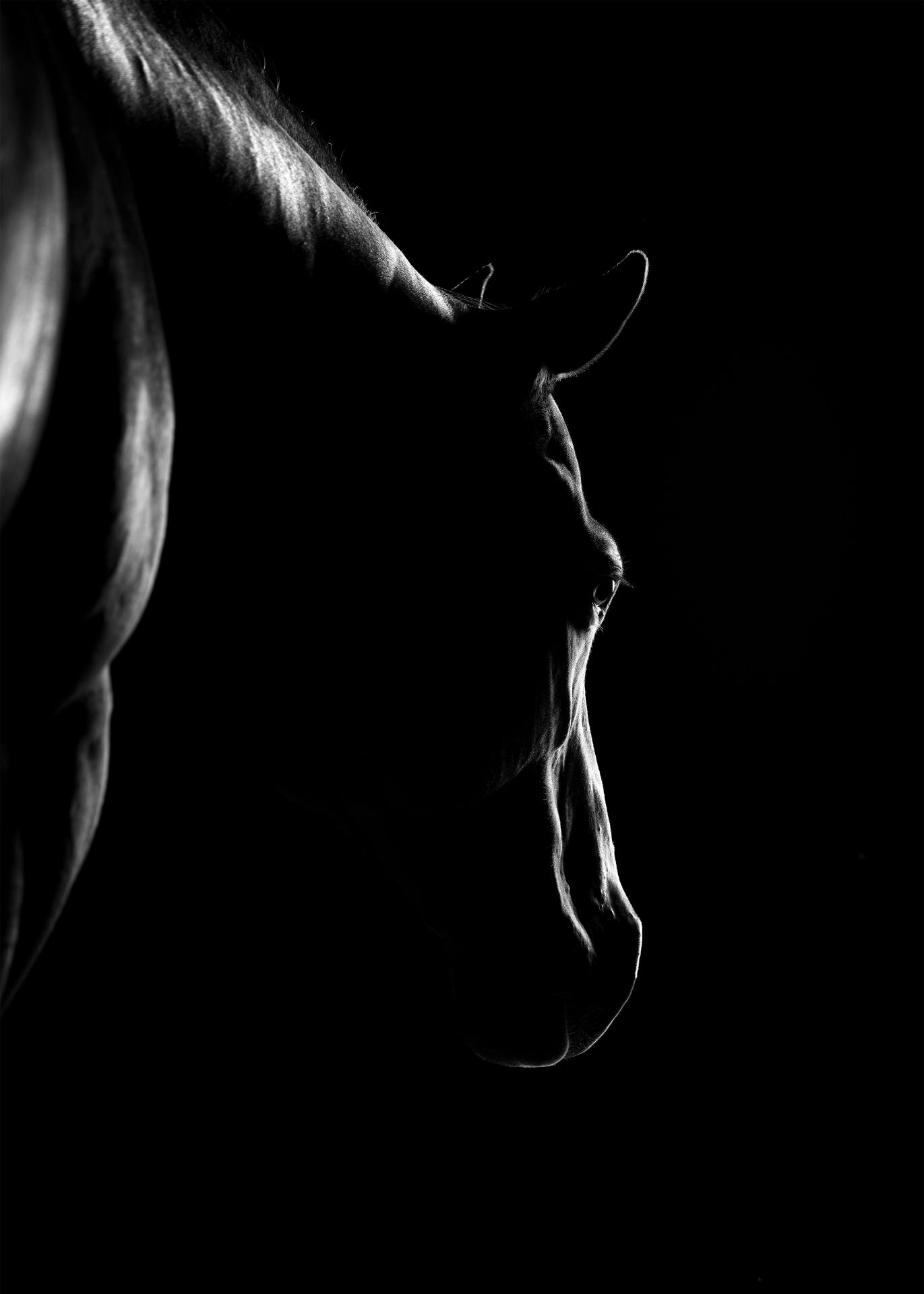 New York Photography Awards Winner - Horse Soul