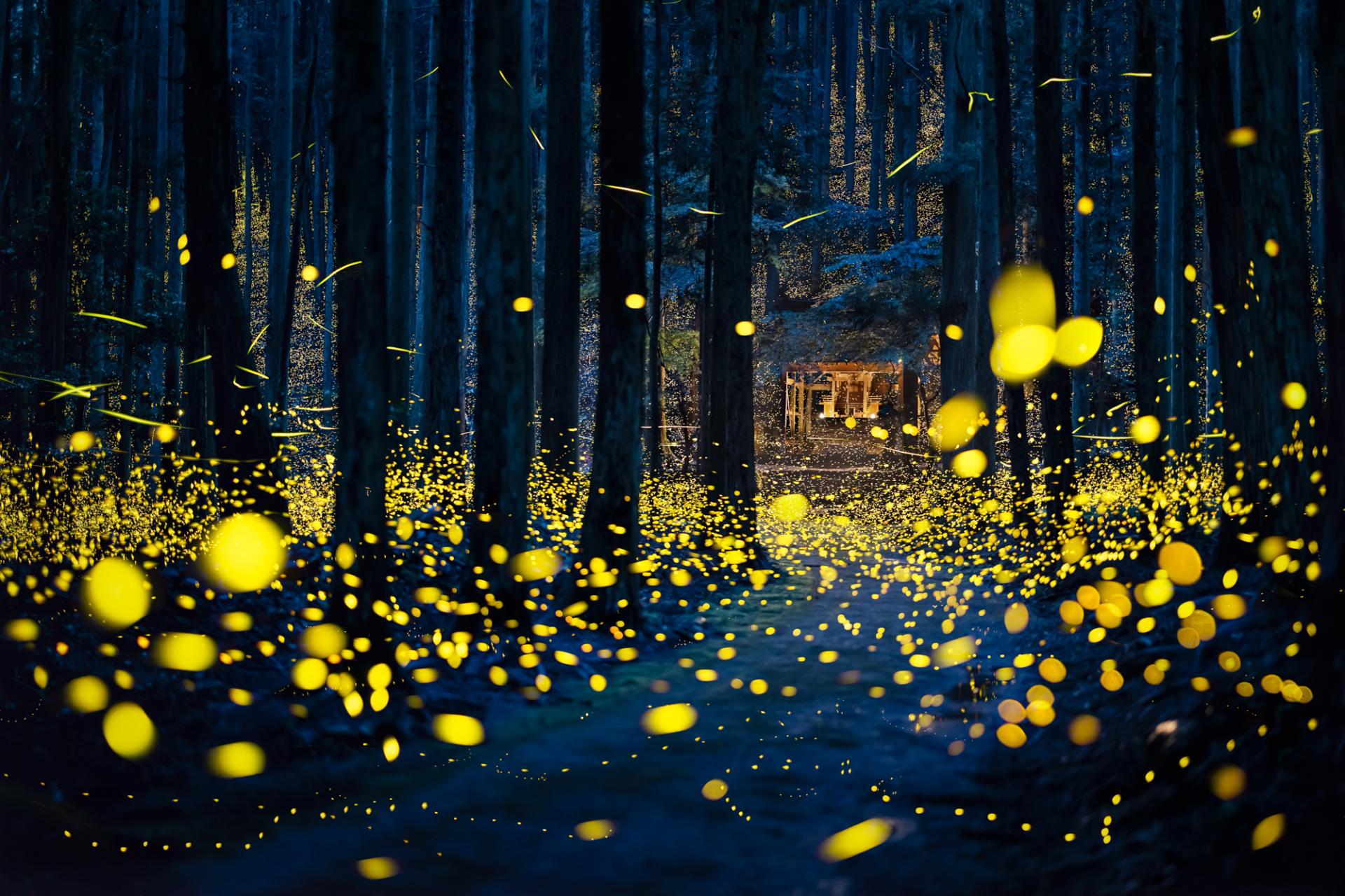 New York Photography Awards Winner - Fireflies flying