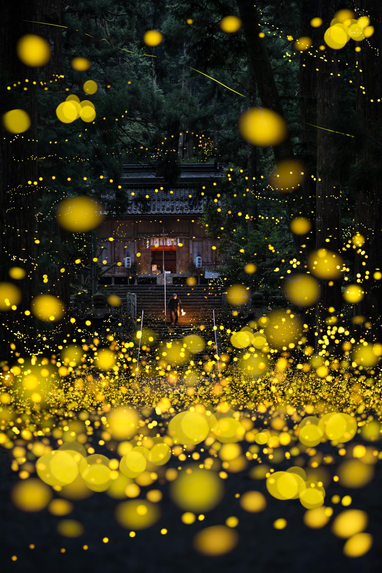 New York Photography Awards Winner - Fireflies flying