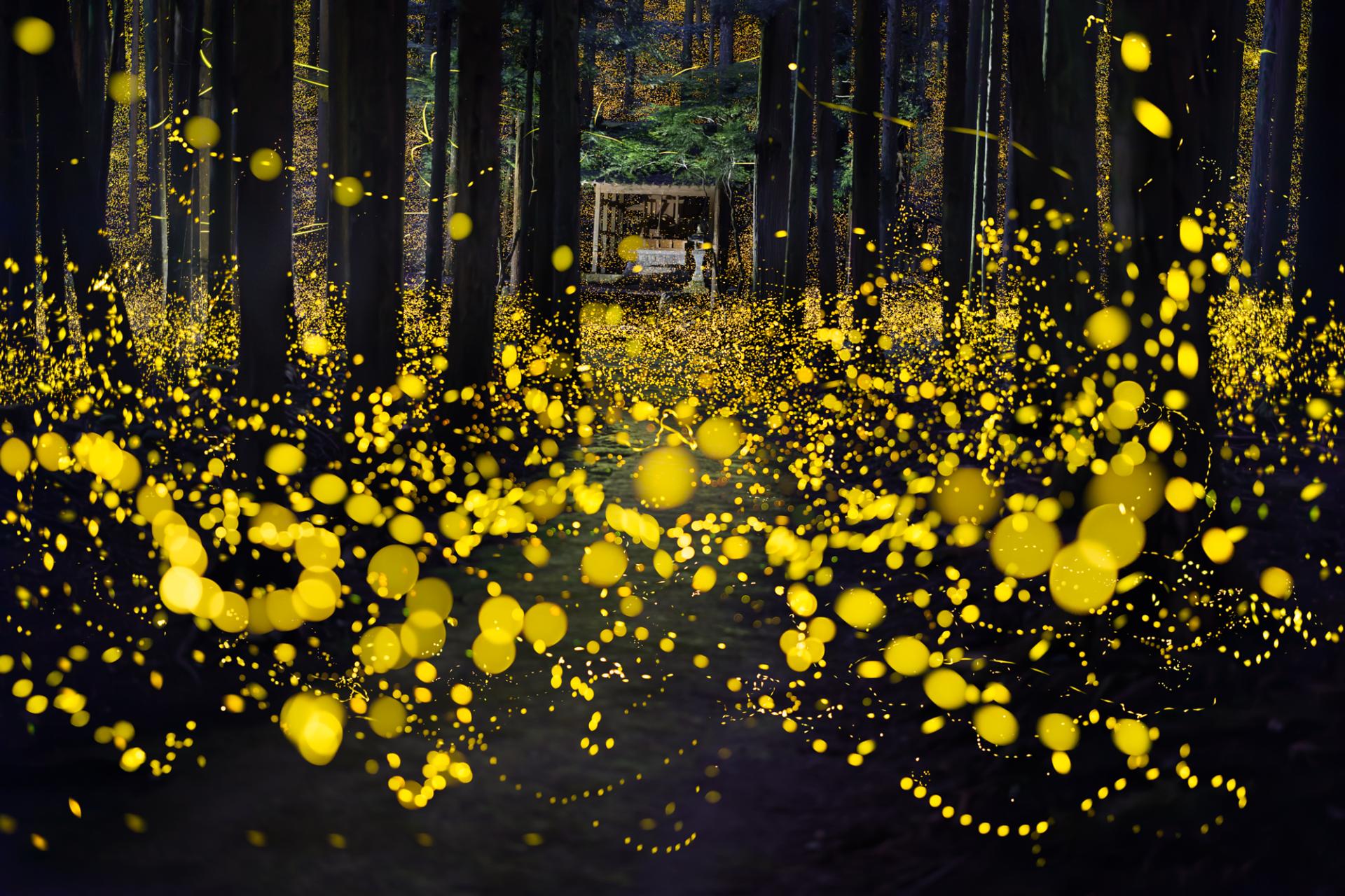 New York Photography Awards Winner - Fireflies flying