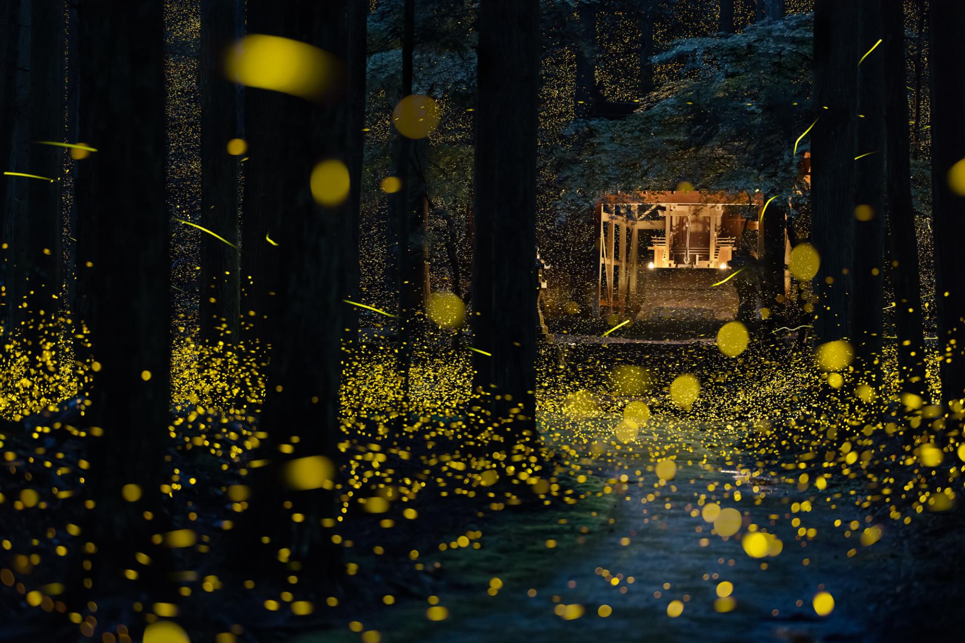 New York Photography Awards Winner - Fireflies flying