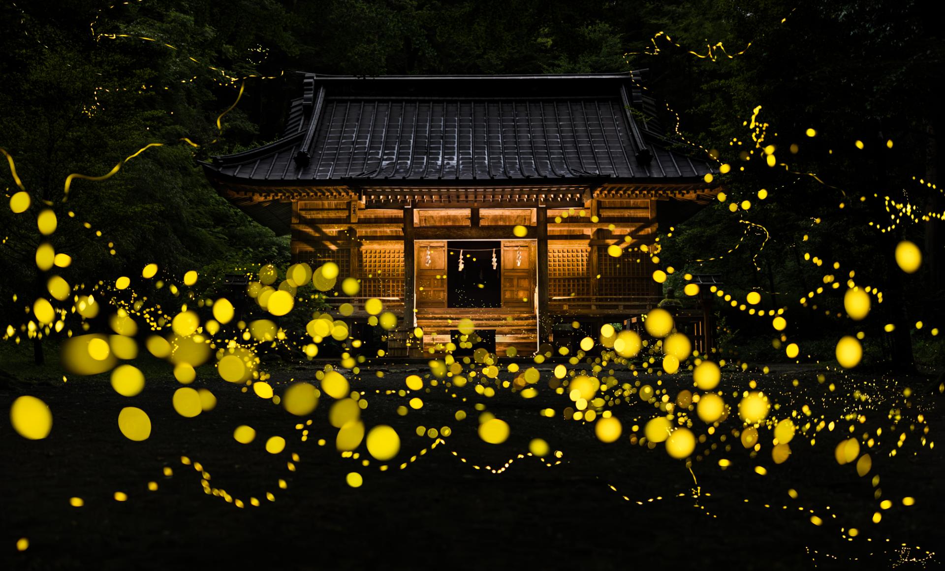 New York Photography Awards Winner - Fireflies flying