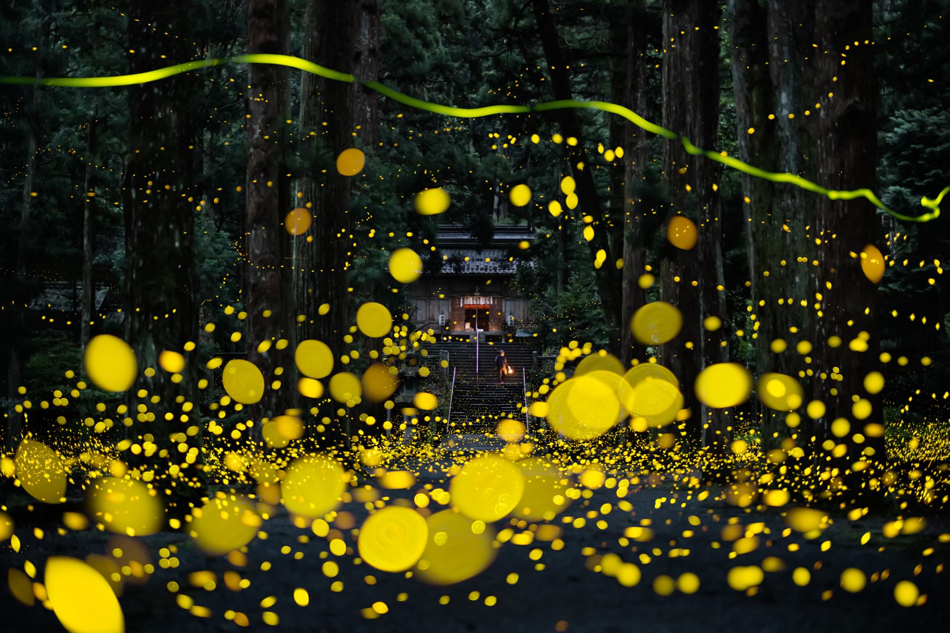 New York Photography Awards Winner - Fireflies flying