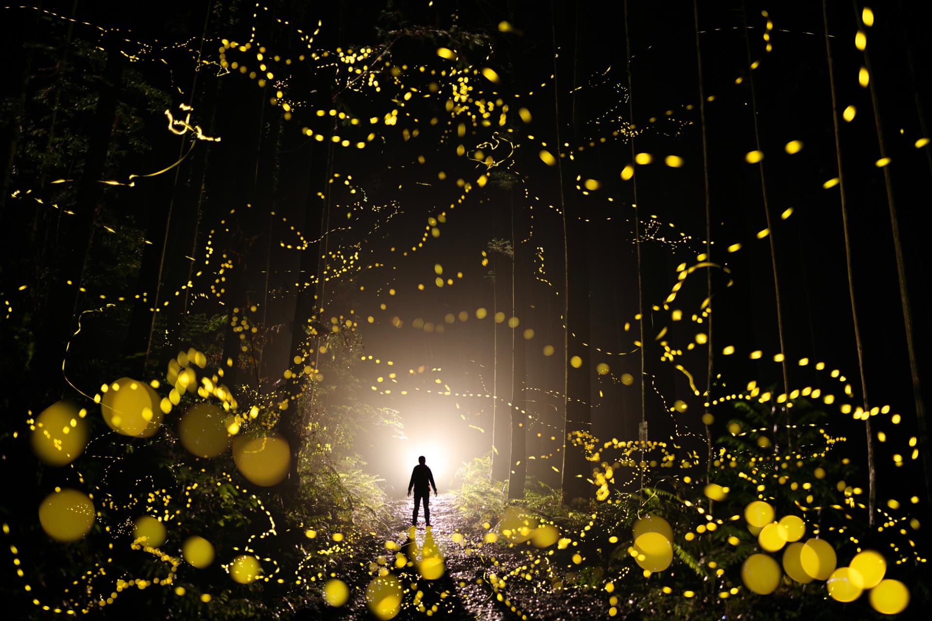 New York Photography Awards Winner - Fireflies flying