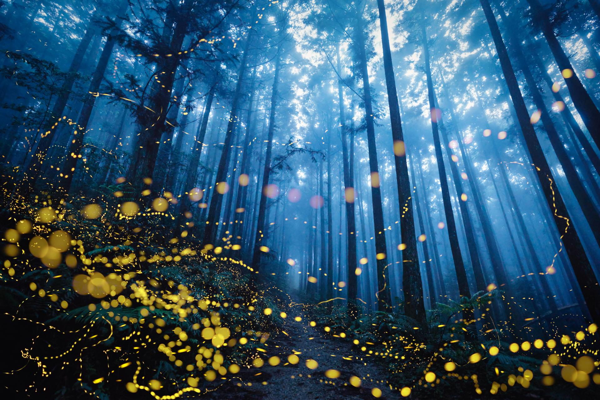 New York Photography Awards Winner - Fireflies flying