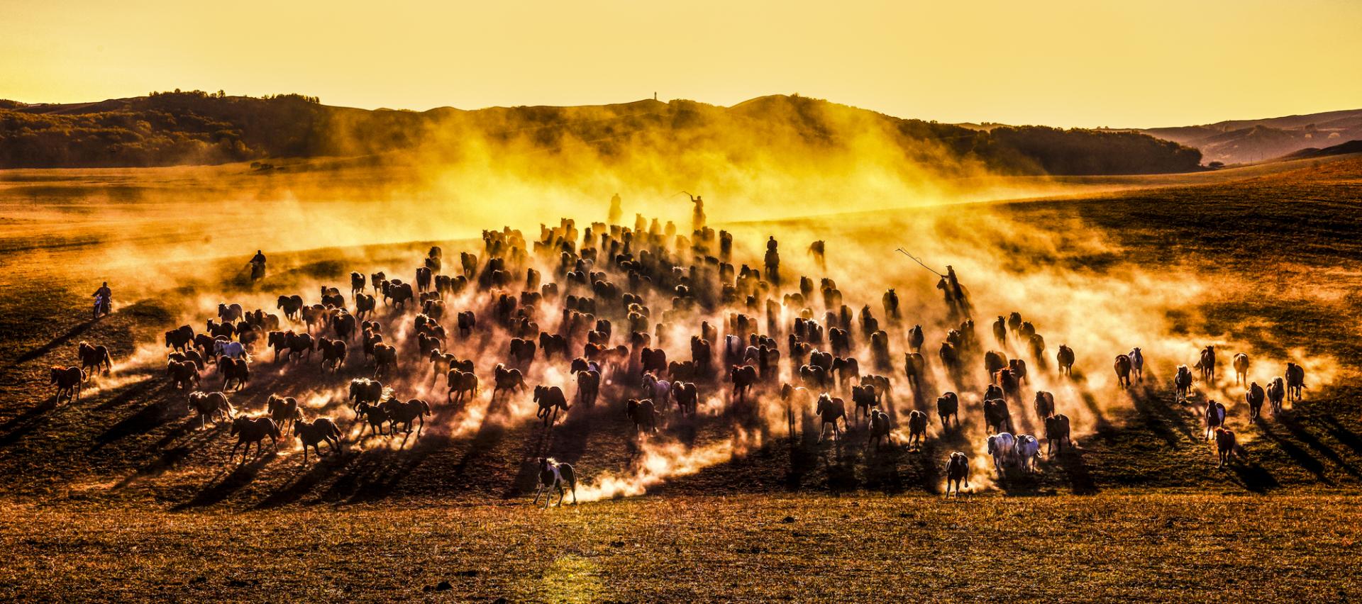 New York Photography Awards Winner - Horses running at sunset