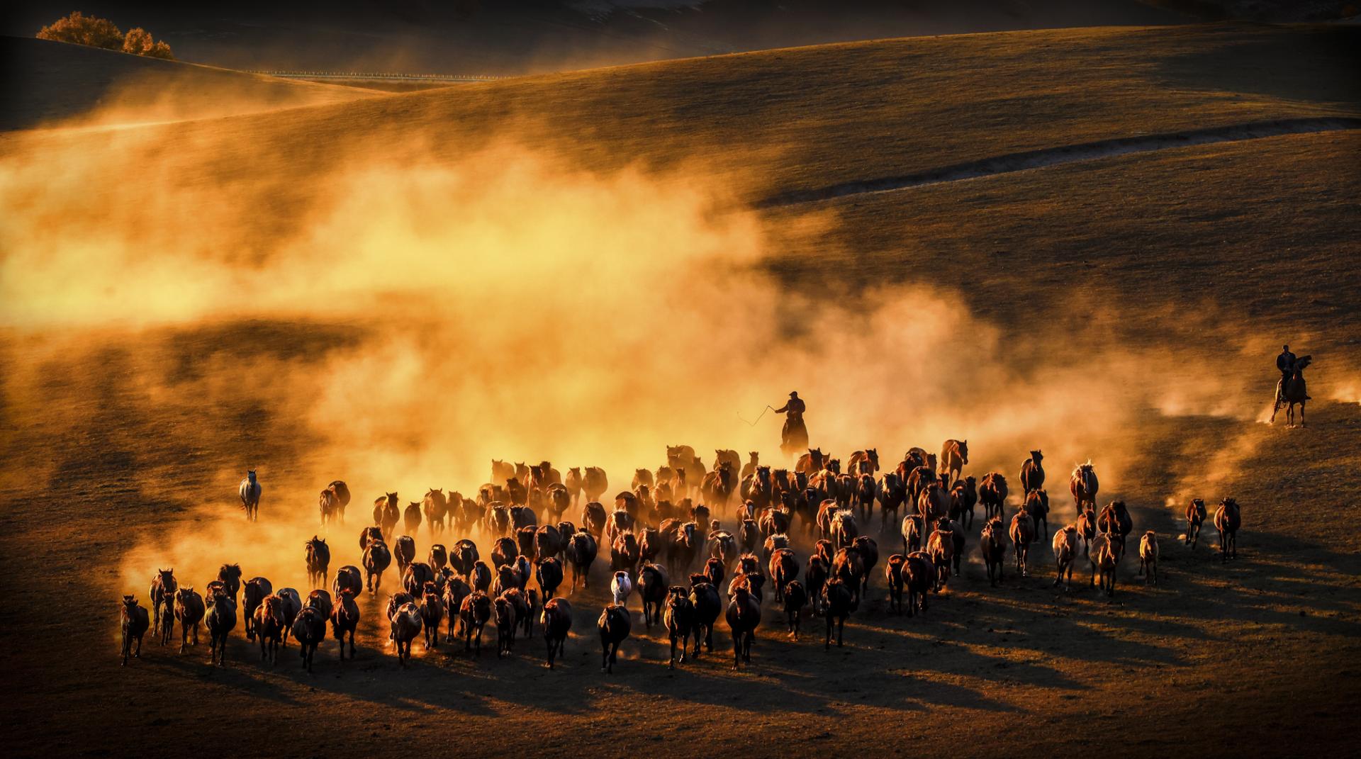 New York Photography Awards Winner - Horses running at sunset