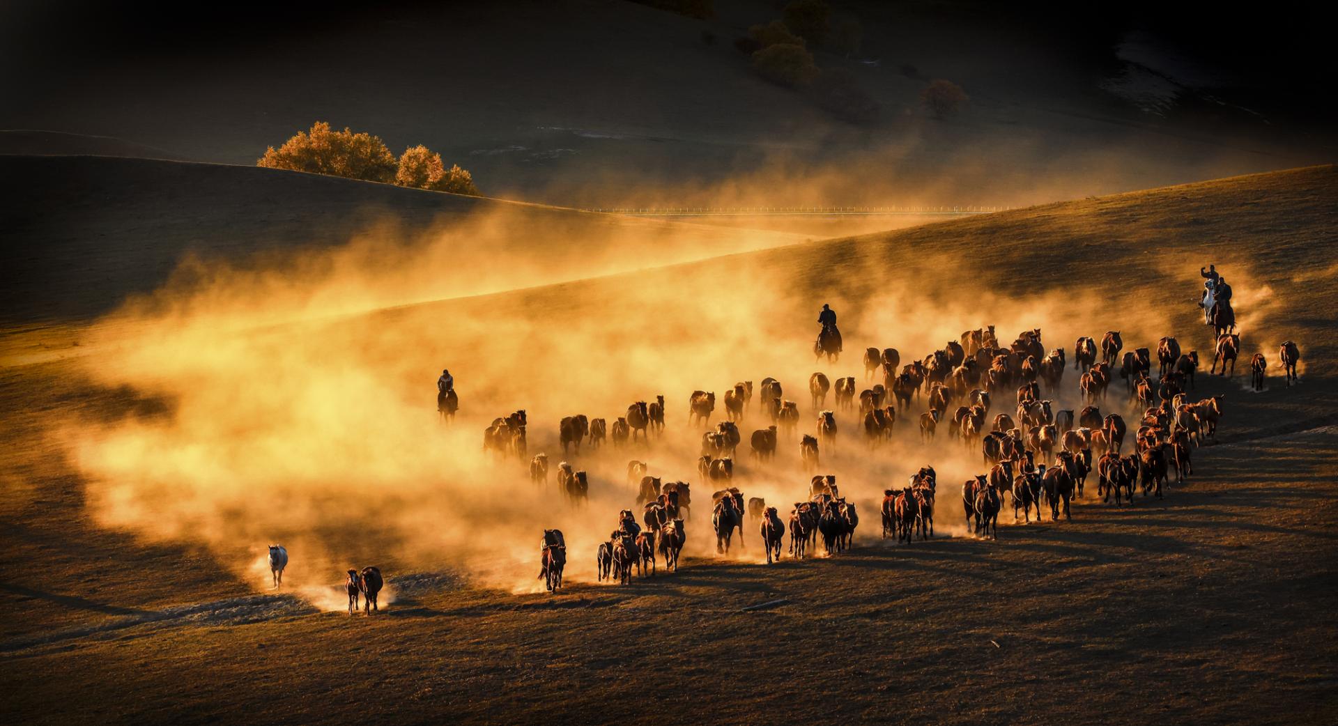 New York Photography Awards Winner - Horses running at sunset