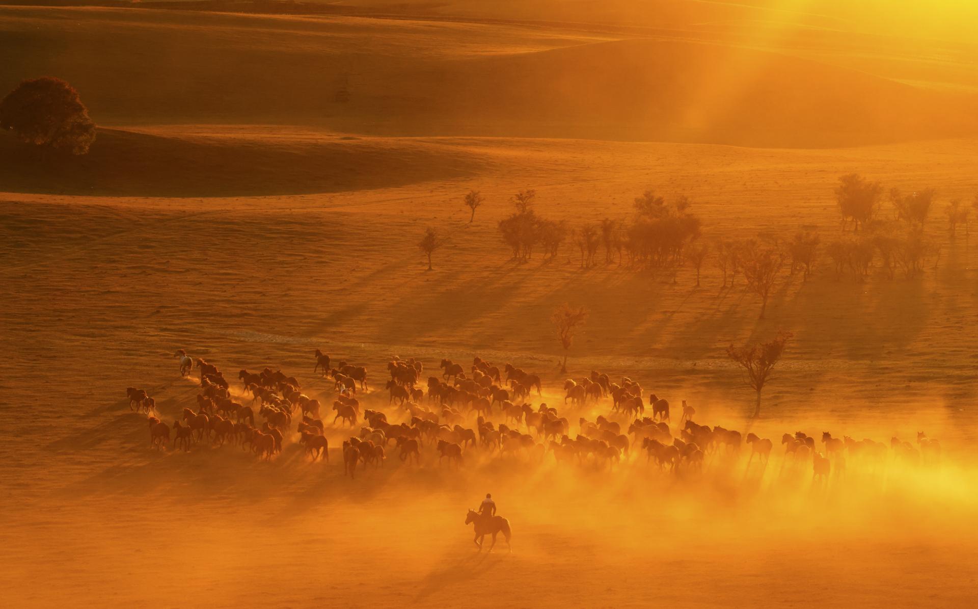 New York Photography Awards Winner - Horses running at sunset