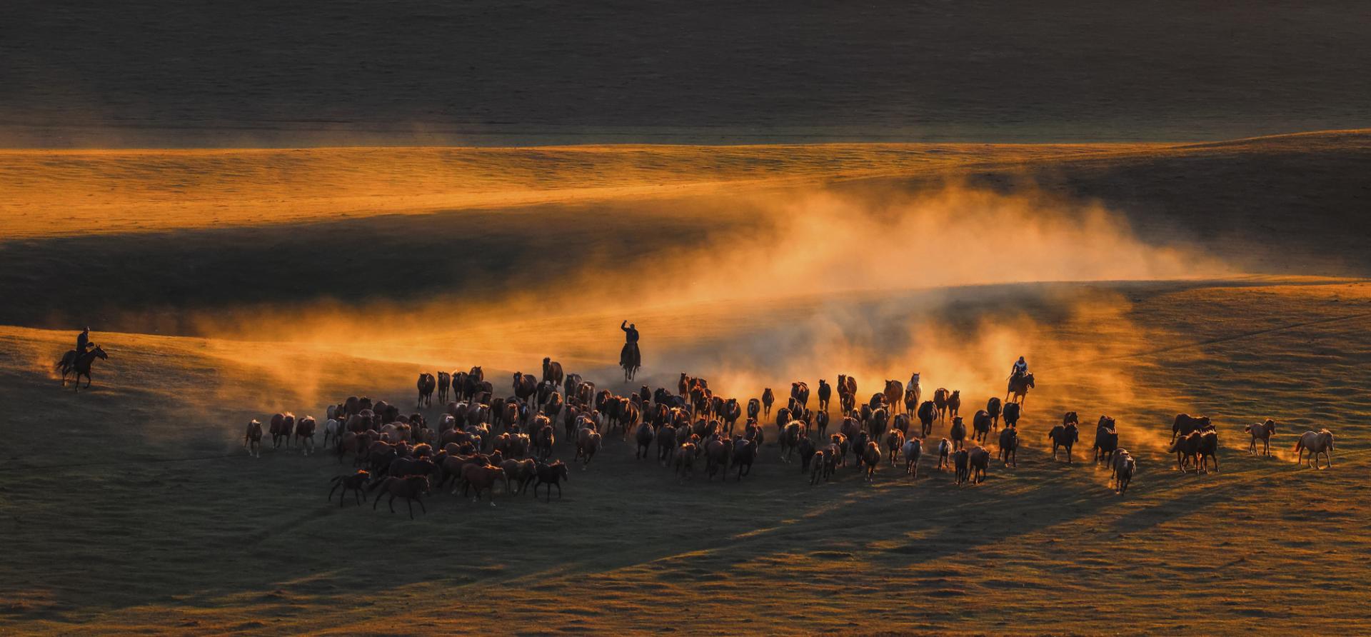 New York Photography Awards Winner - Horses running at sunset