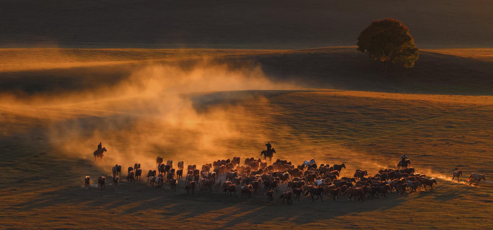 New York Photography Awards Winner - Horses running at sunset