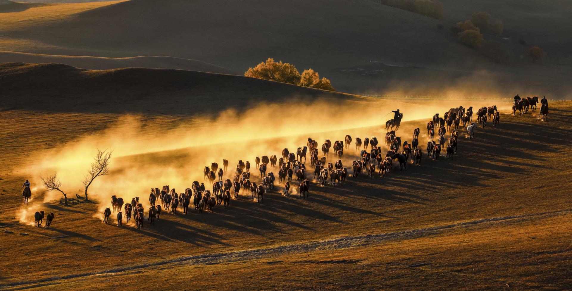 New York Photography Awards Winner - Horses running at sunset