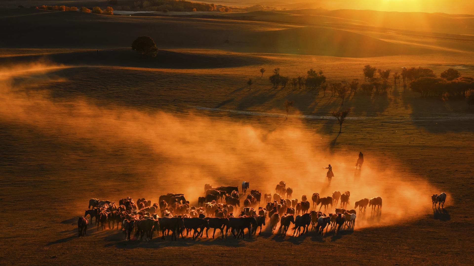 New York Photography Awards Winner - Horses running at sunset