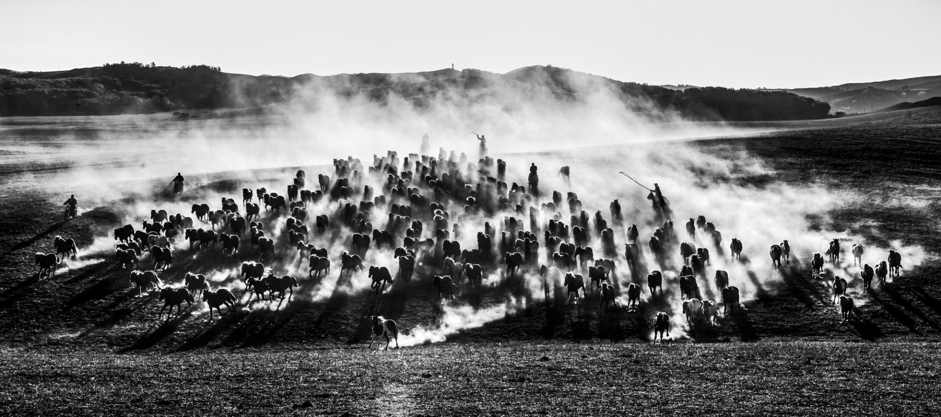 New York Photography Awards Winner - Hundreds of horses galloping 