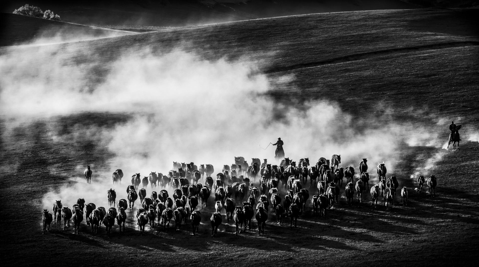 New York Photography Awards Winner - Hundreds of horses galloping 