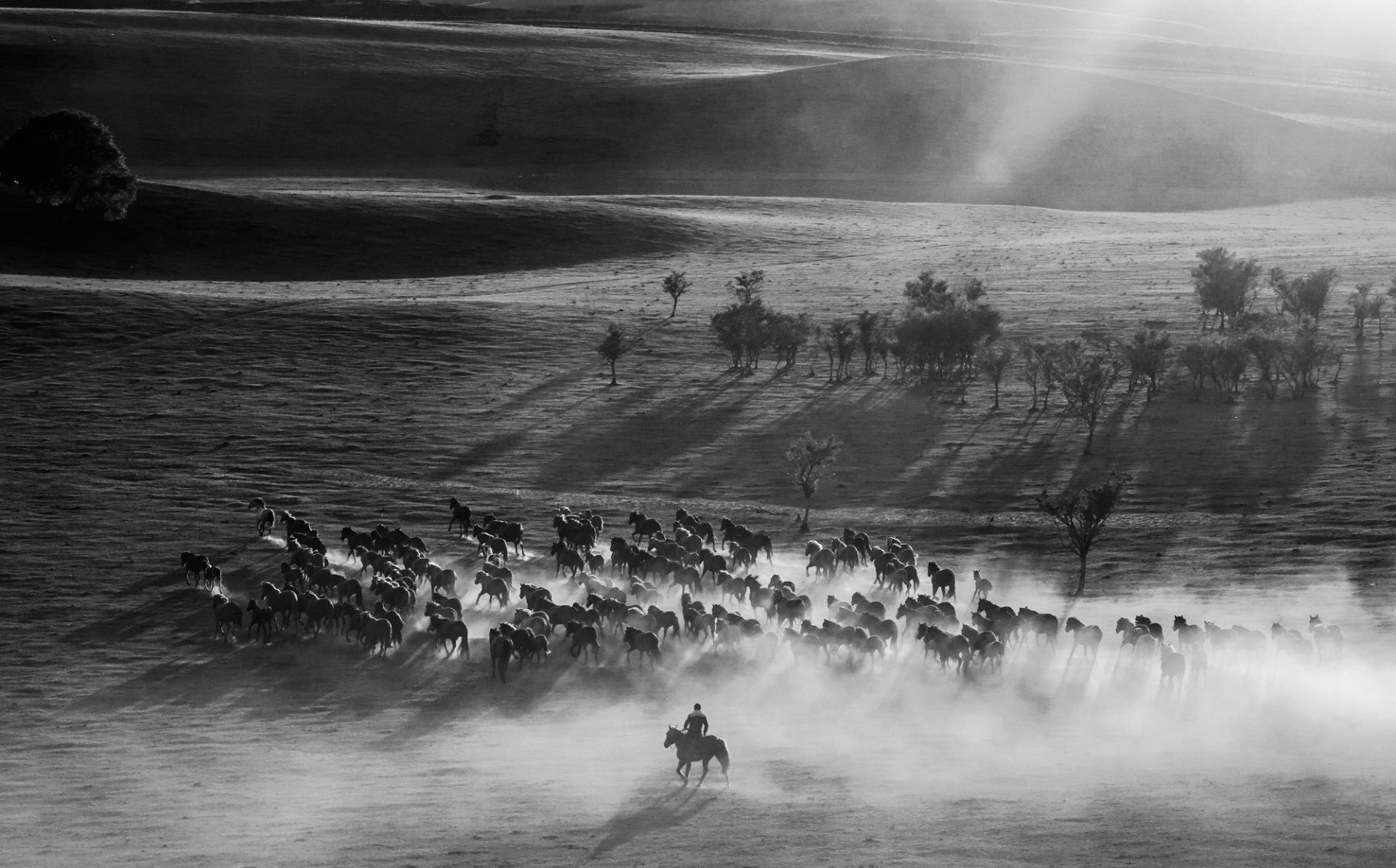 New York Photography Awards Winner - Hundreds of horses galloping 