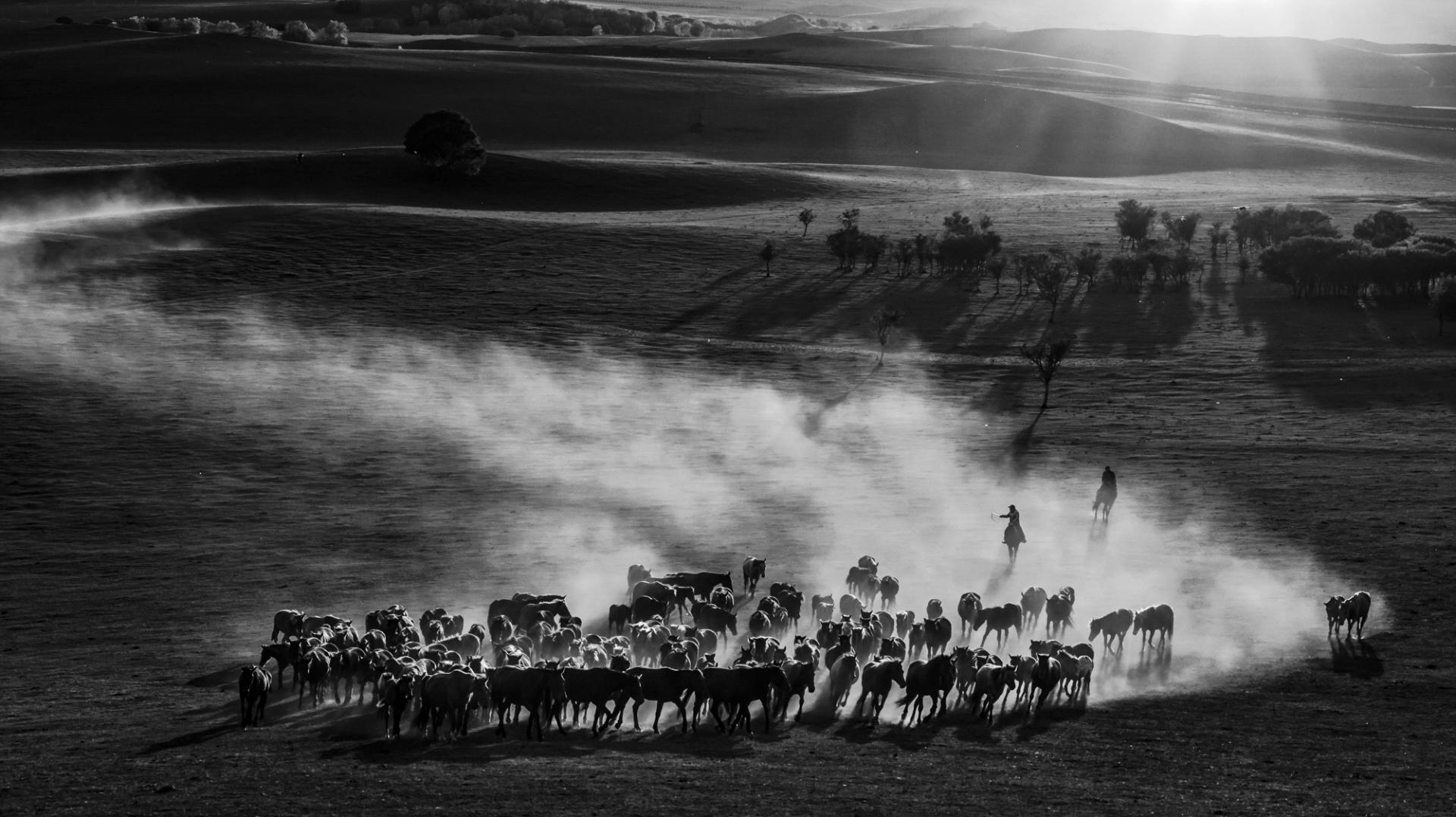 New York Photography Awards Winner - Hundreds of horses galloping 