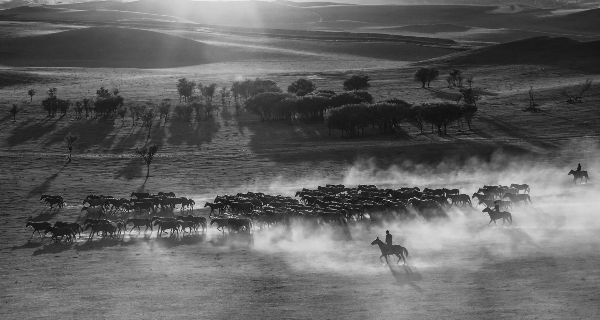 New York Photography Awards Winner - Hundreds of horses galloping 