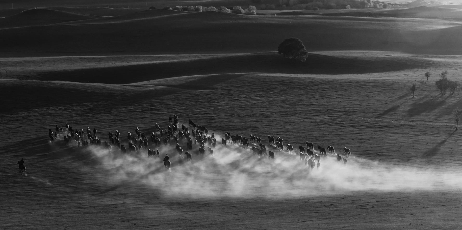 New York Photography Awards Winner - Hundreds of horses galloping 