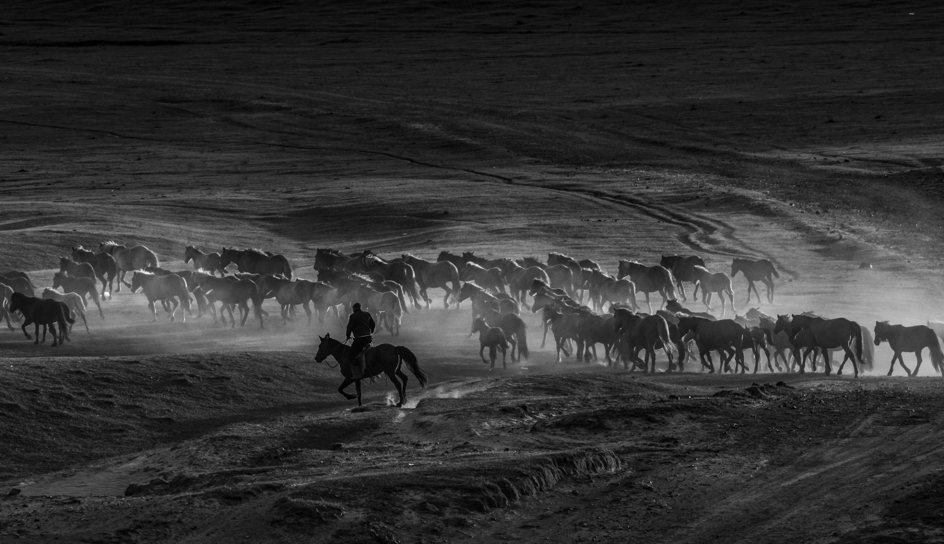 New York Photography Awards Winner - Hundreds of horses galloping 