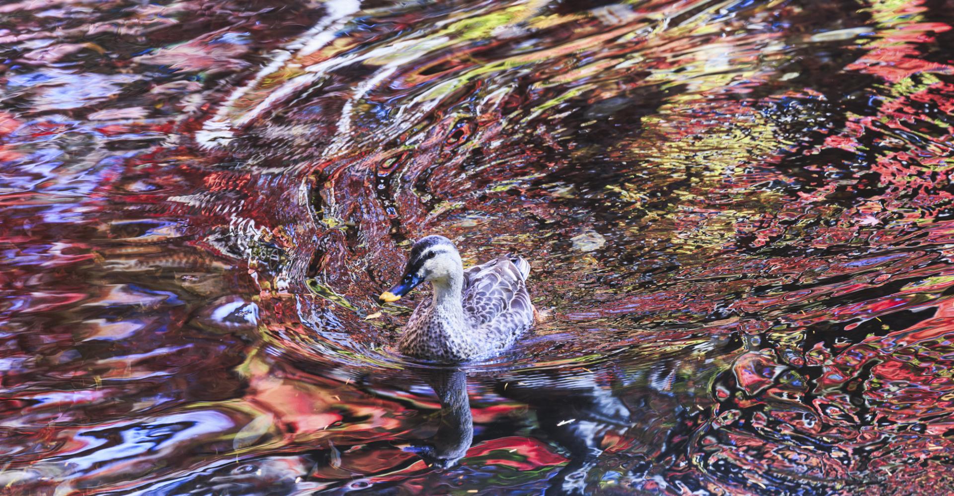 New York Photography Awards Winner - Canvas In Water