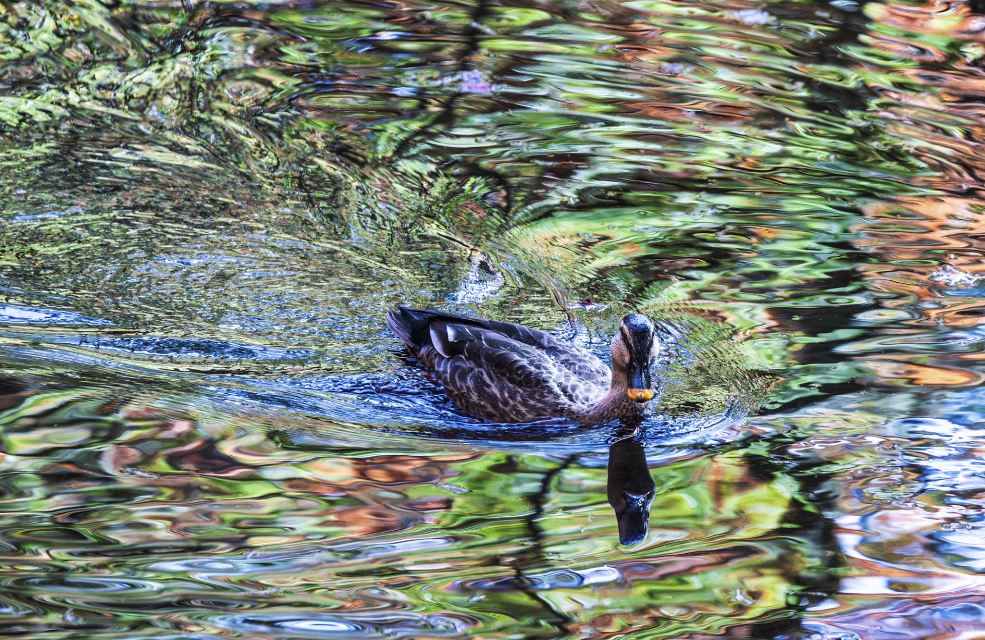 New York Photography Awards Winner - Canvas In Water