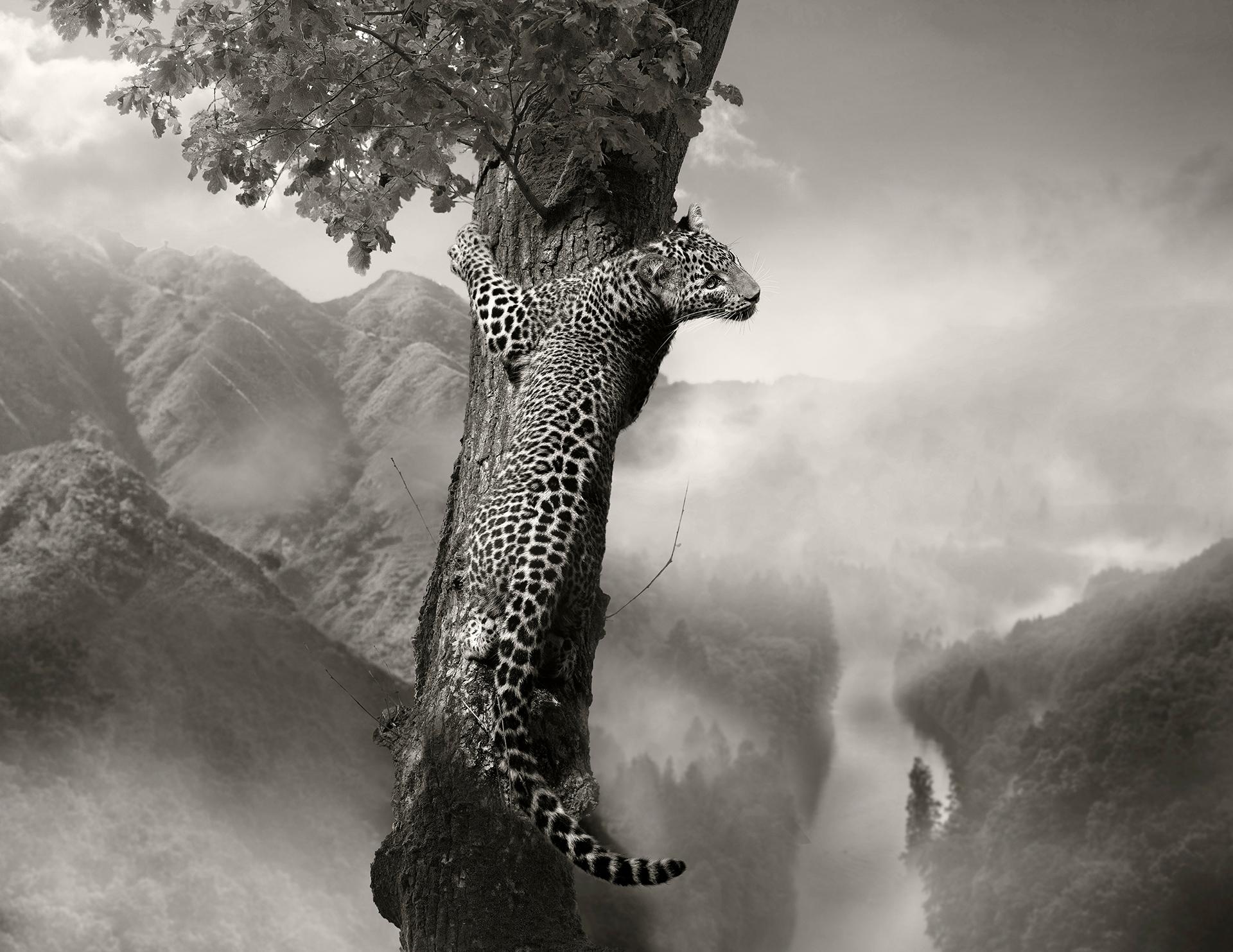 New York Photography Awards Winner - Whispers Of The Wild