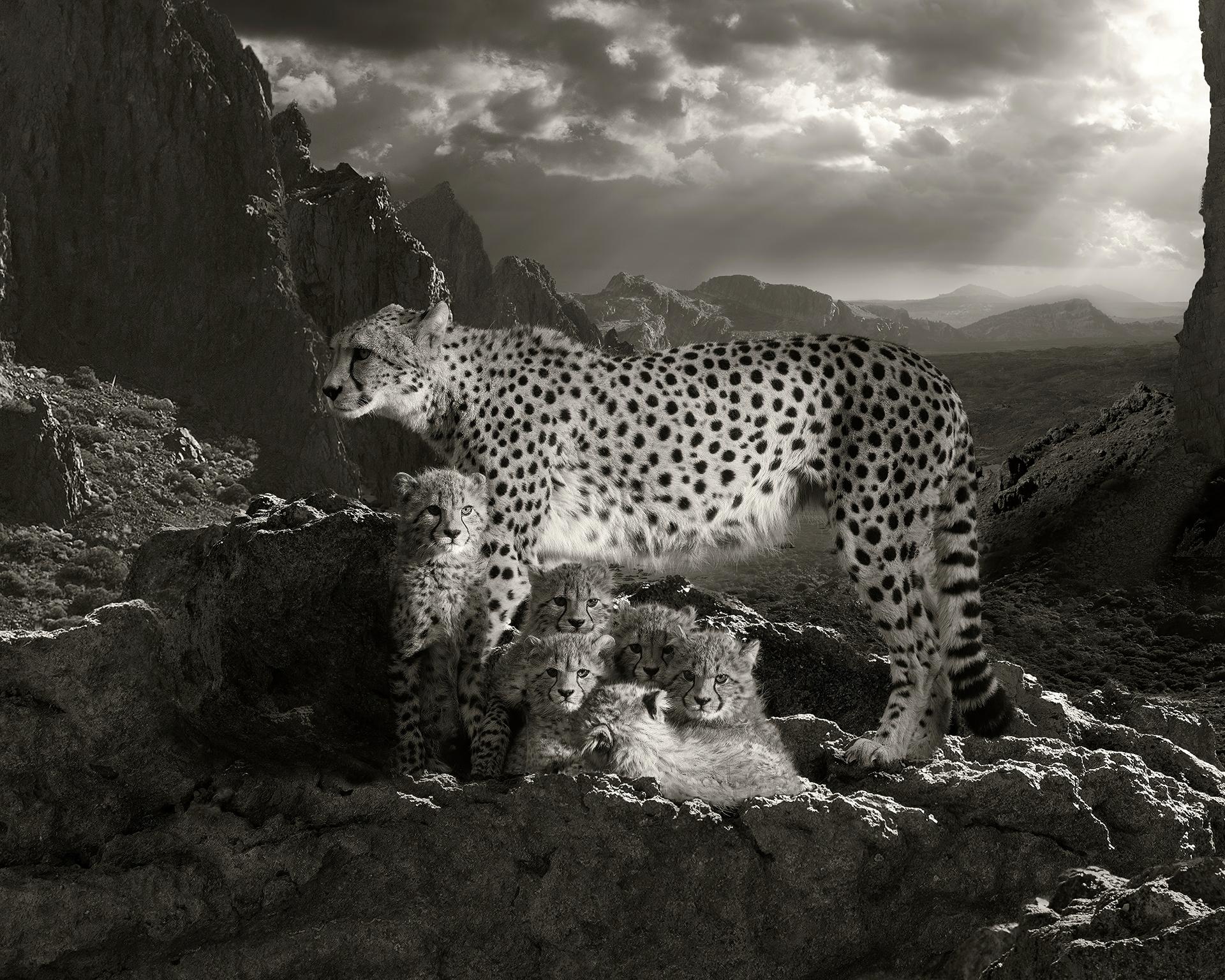 New York Photography Awards Winner - Whispers Of The Wild