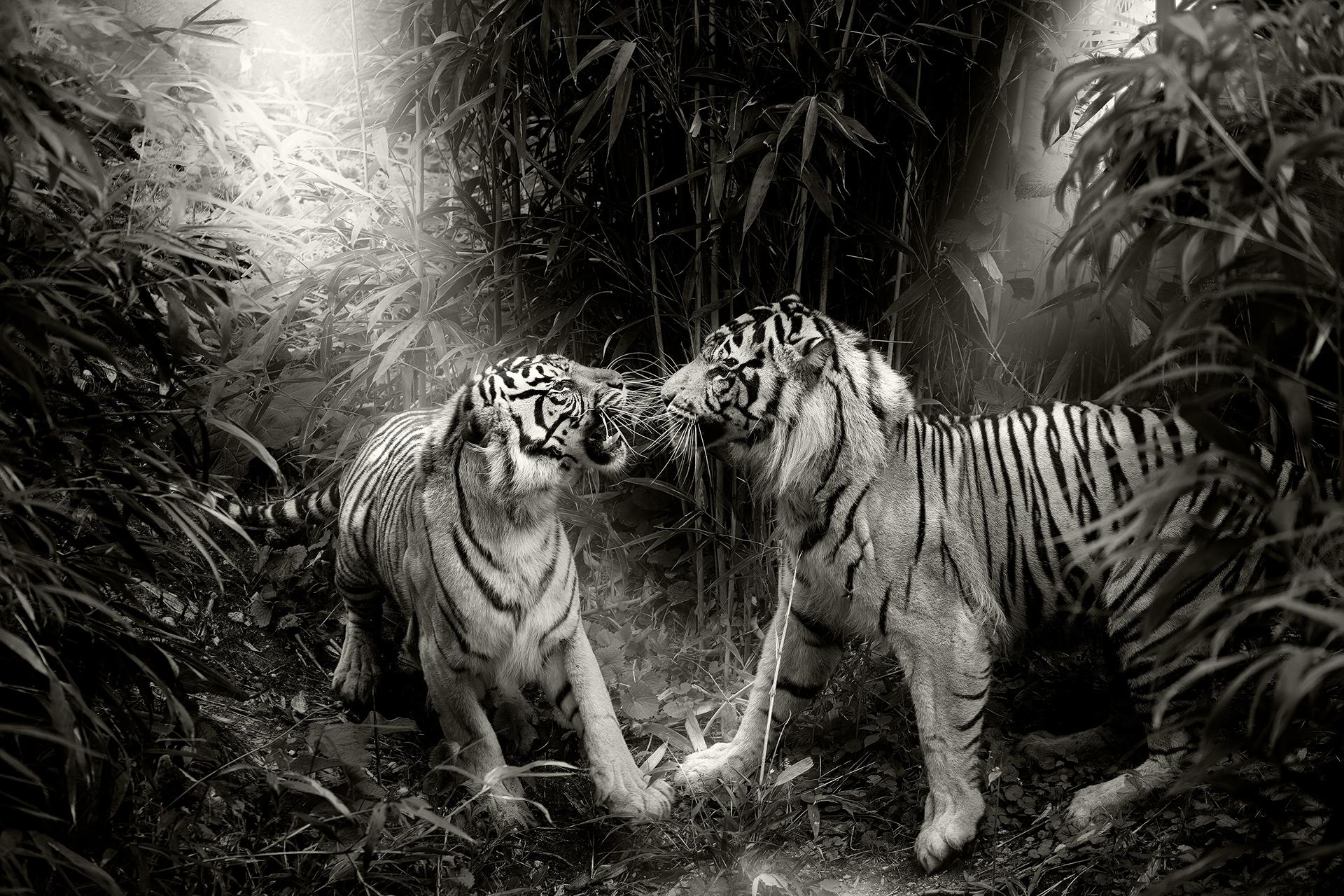 New York Photography Awards Winner - Whispers Of The Wild