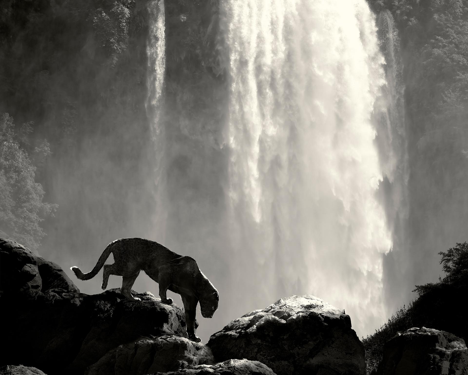 New York Photography Awards Winner - Whispers Of The Wild