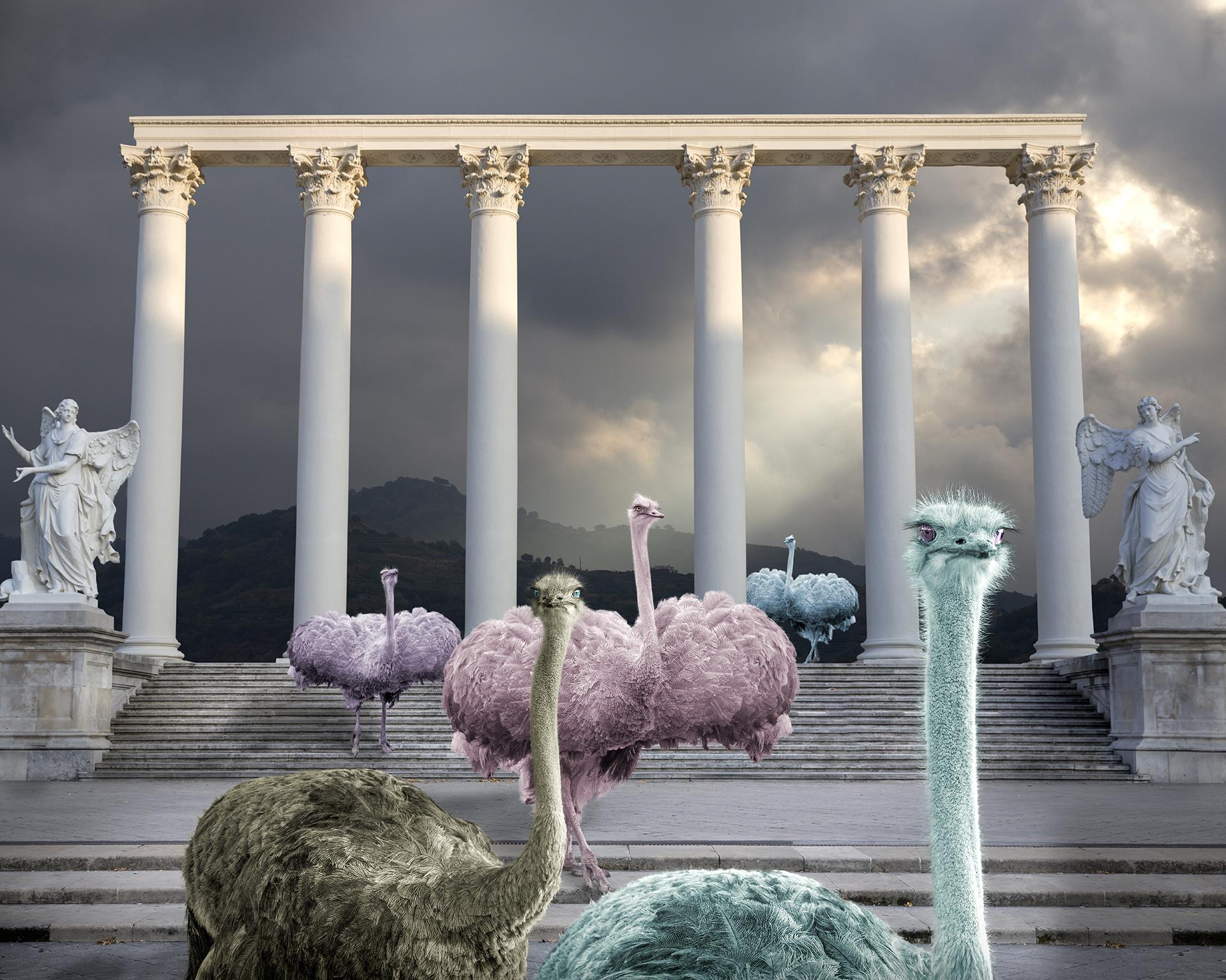 New York Photography Awards Winner - Candy Dream