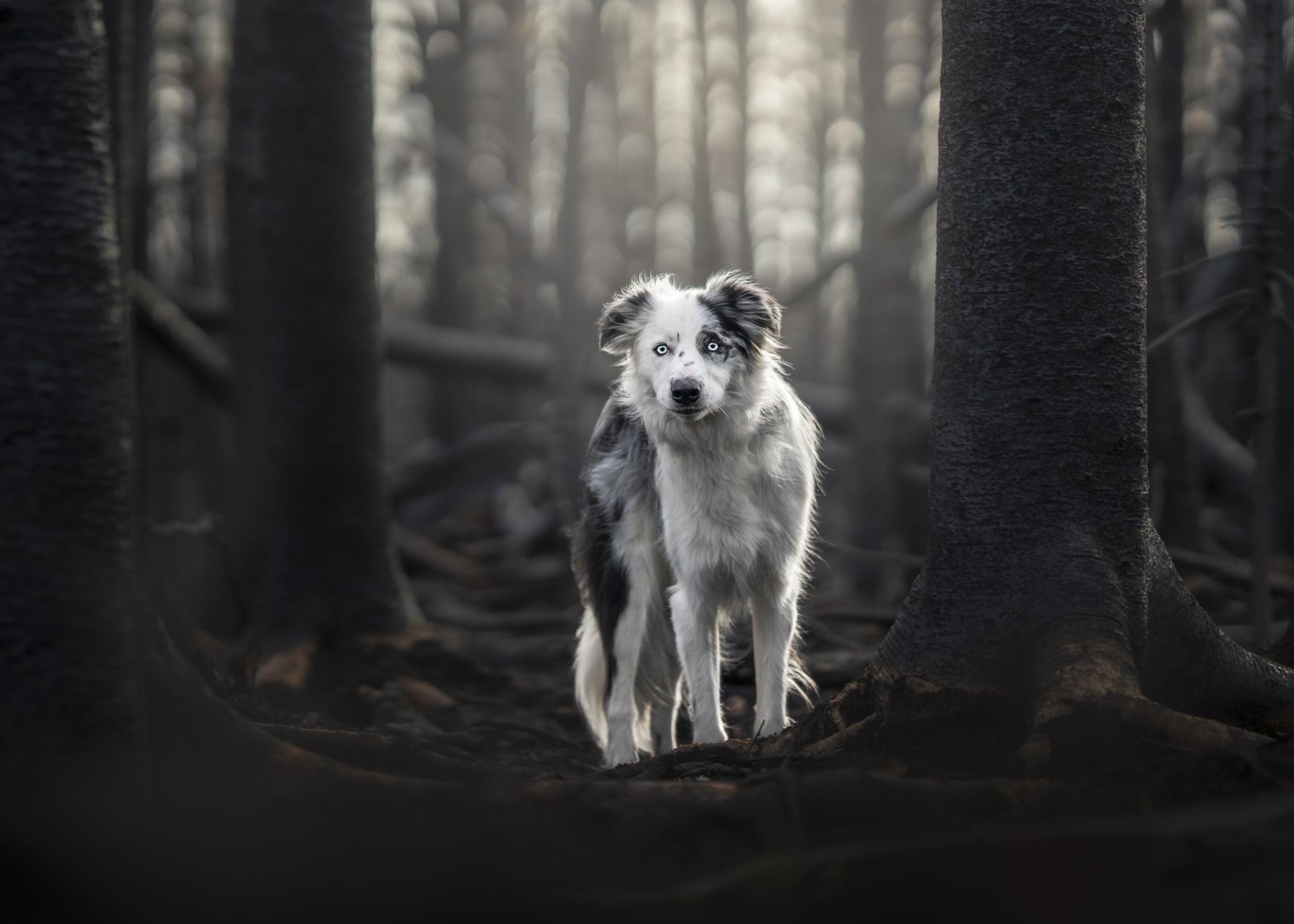 New York Photography Awards Winner - Through the Ashes