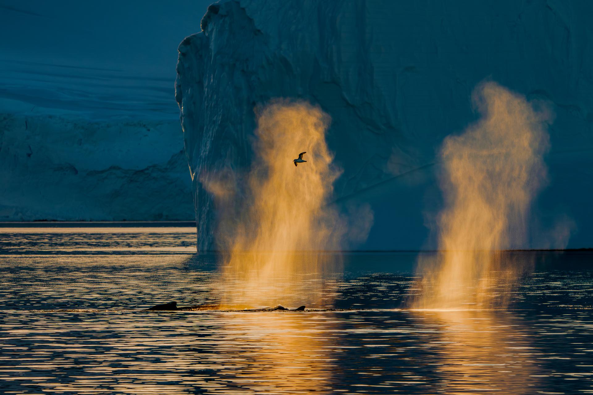 New York Photography Awards Winner - Antarctic Dusk