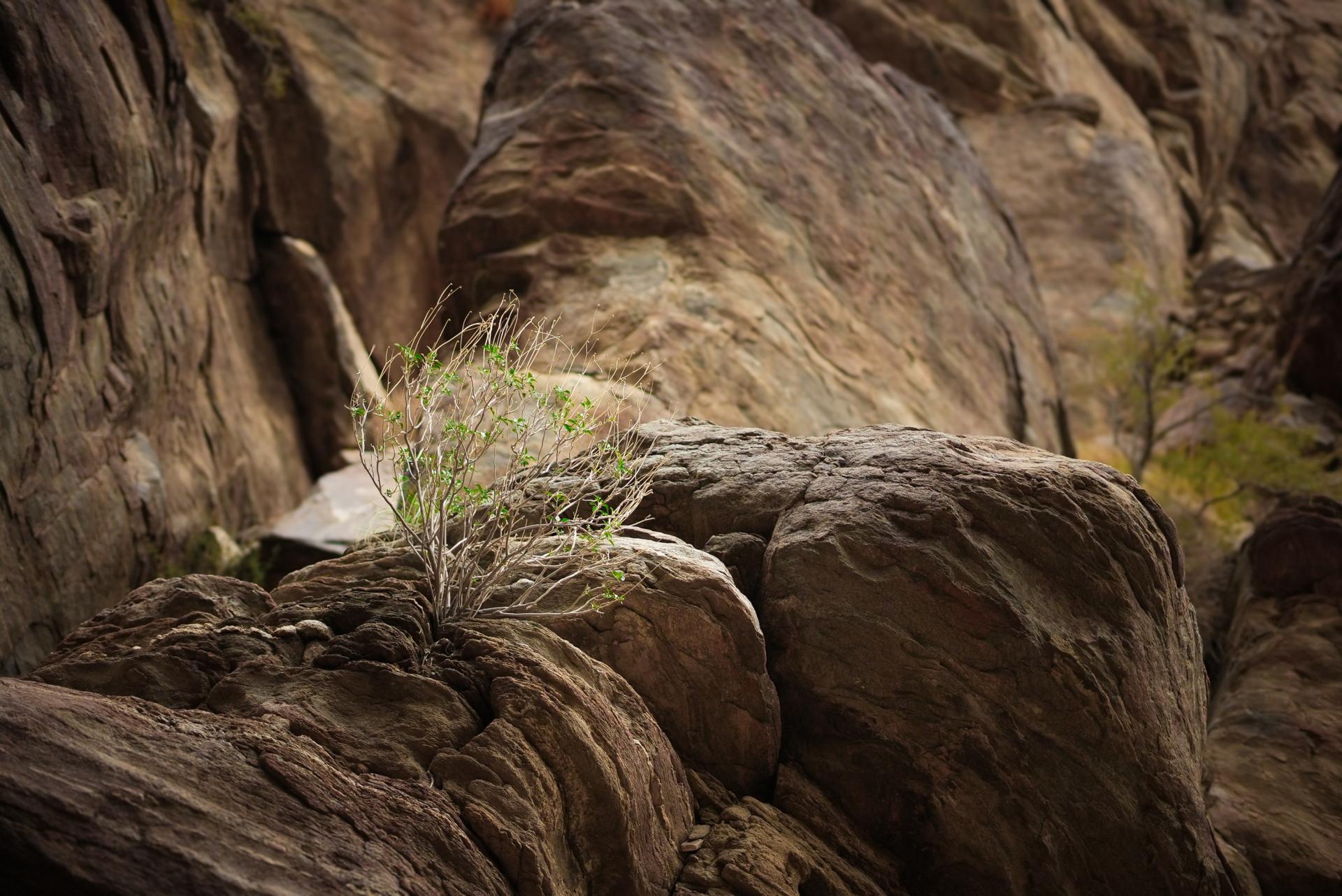 New York Photography Awards Winner - A bush swirling into the mountain