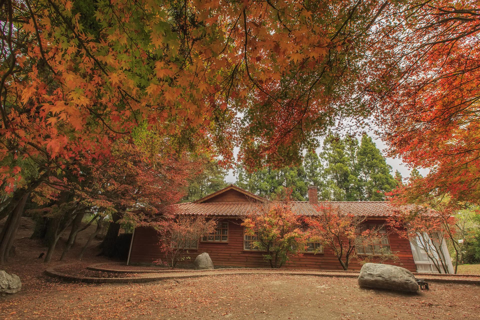 New York Photography Awards Winner - Log cabin courtyard filled with maple red