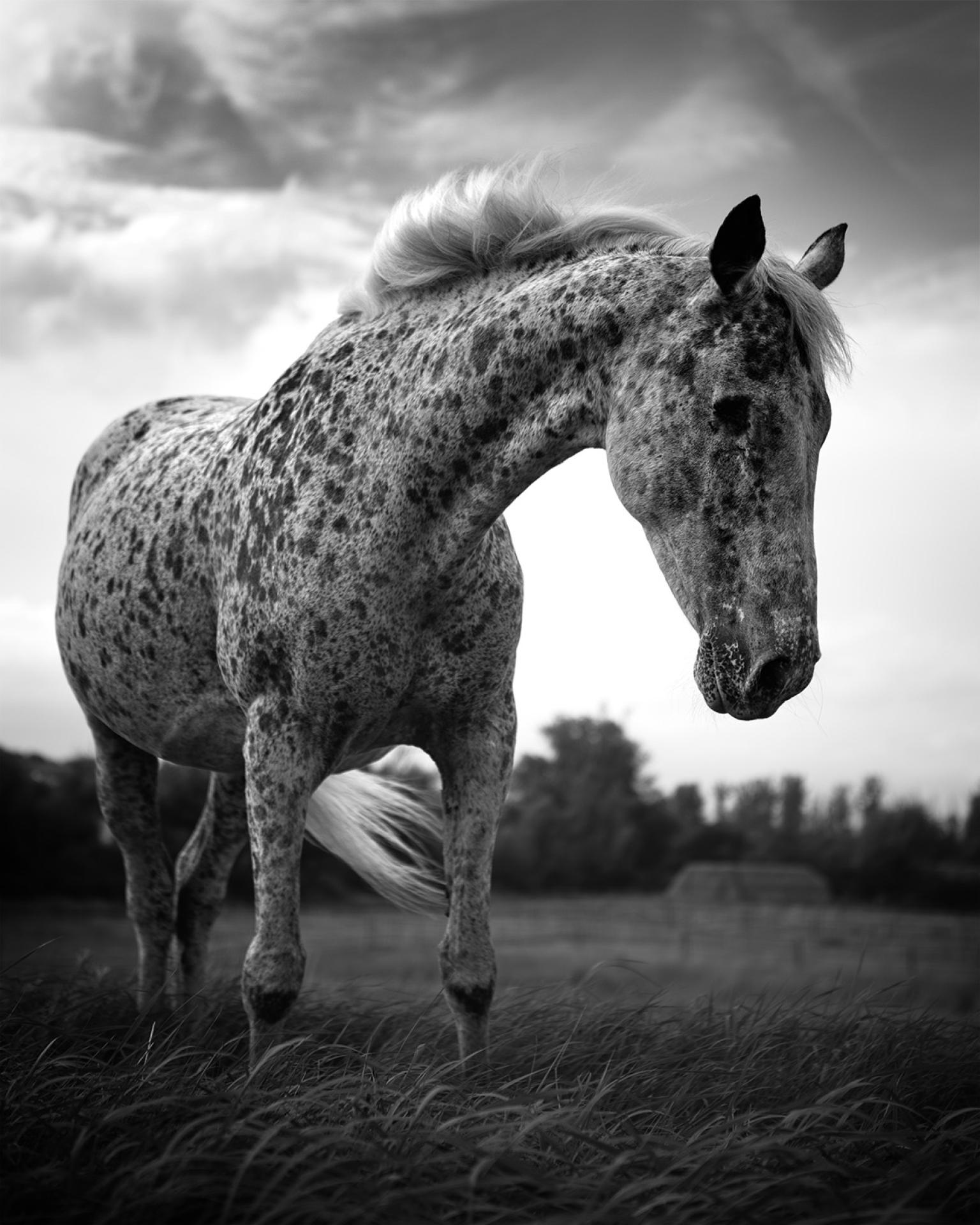 New York Photography Awards Winner - EYES - WINDOW TO THE SOUL