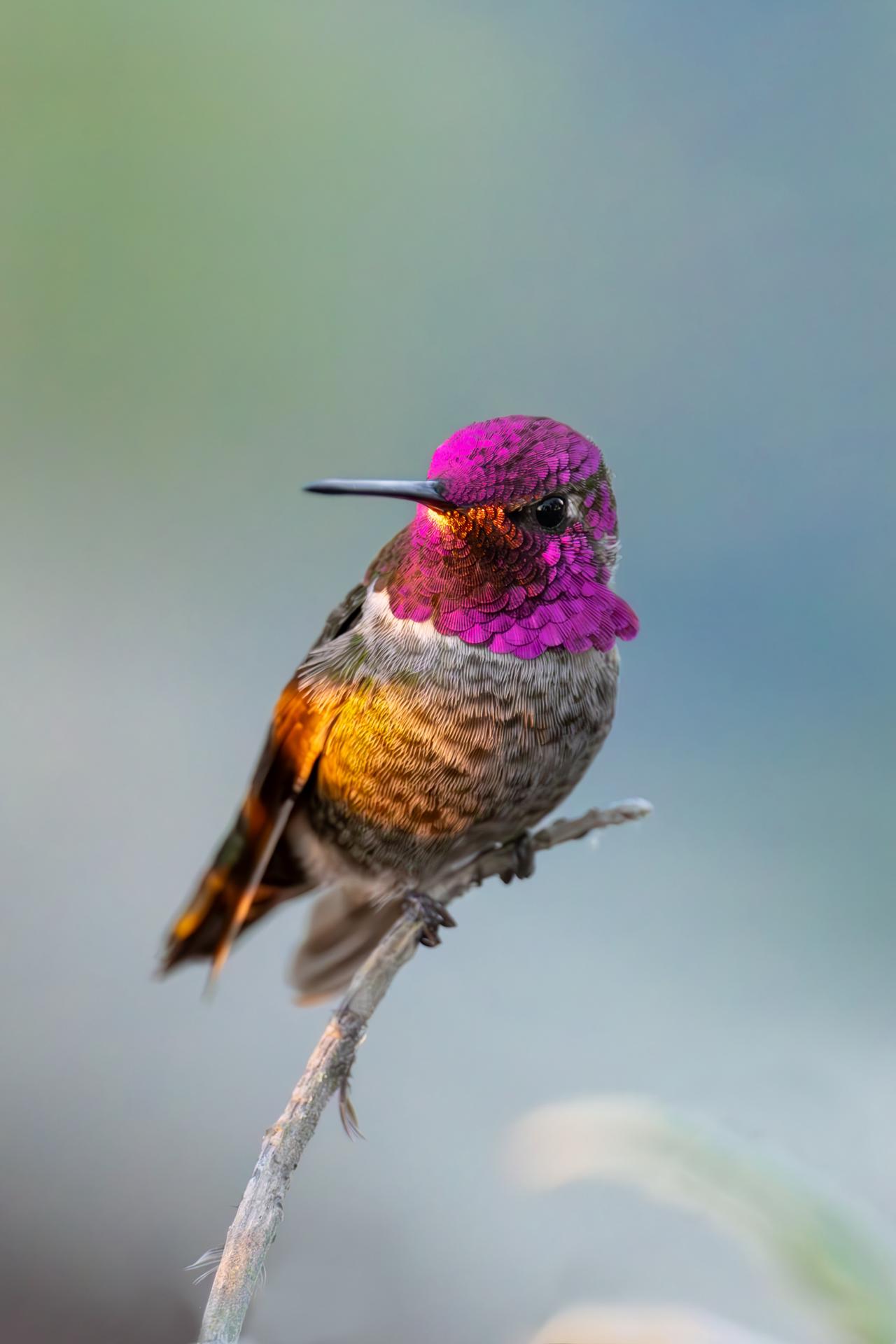 New York Photography Awards Winner - Hummingbird Hues: A Symphony in Flight