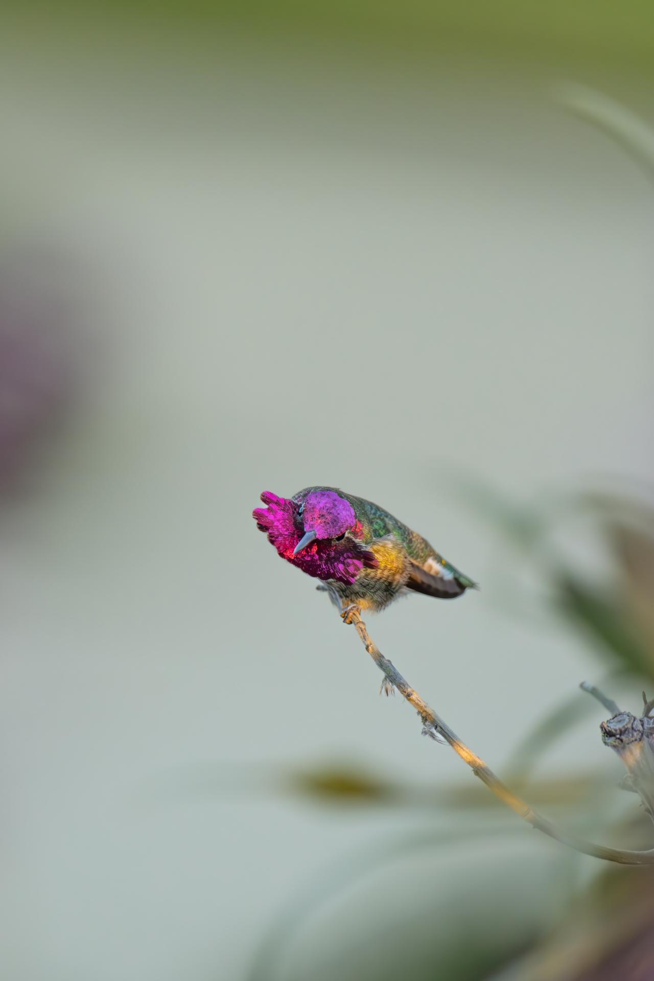 New York Photography Awards Winner - Hummingbird Hues: A Symphony in Flight