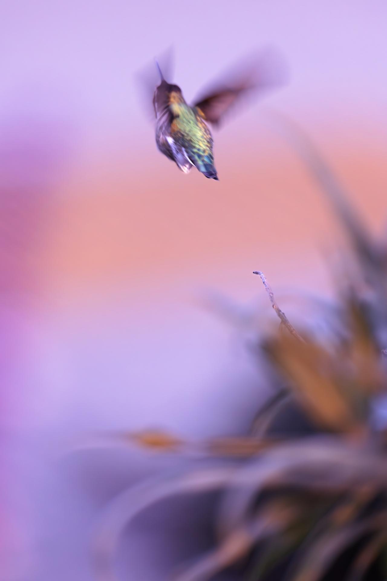 New York Photography Awards Winner - Hummingbird Hues: A Symphony in Flight