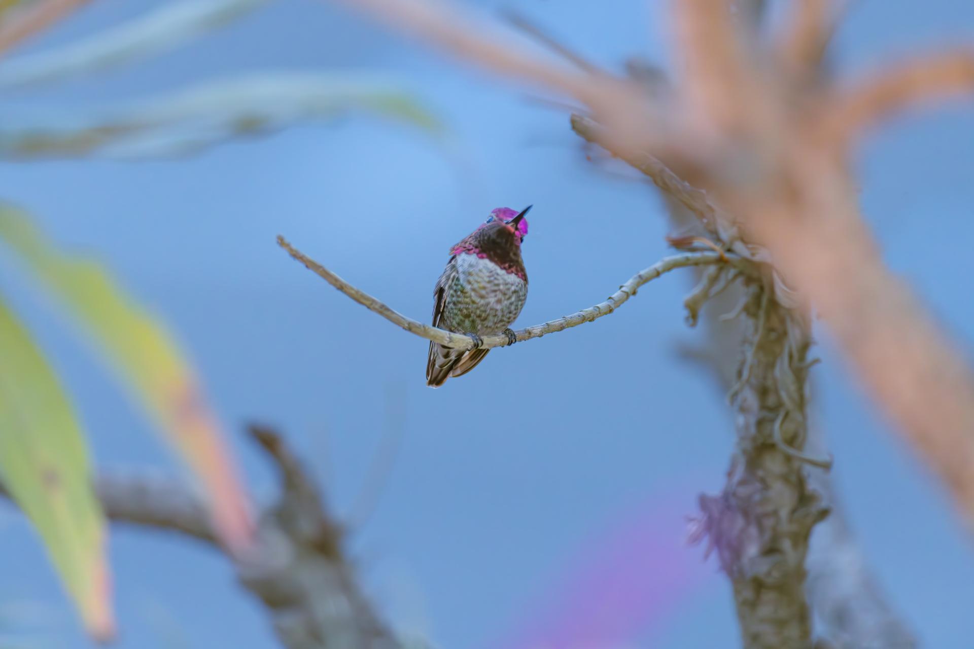 New York Photography Awards Winner - Hummingbird Hues: A Symphony in Flight