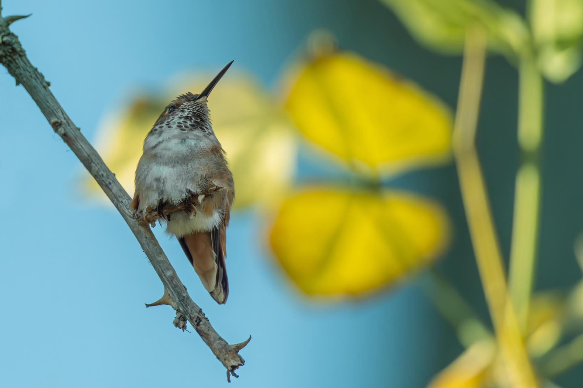 New York Photography Awards Winner - Hummingbird Hues: A Symphony in Flight