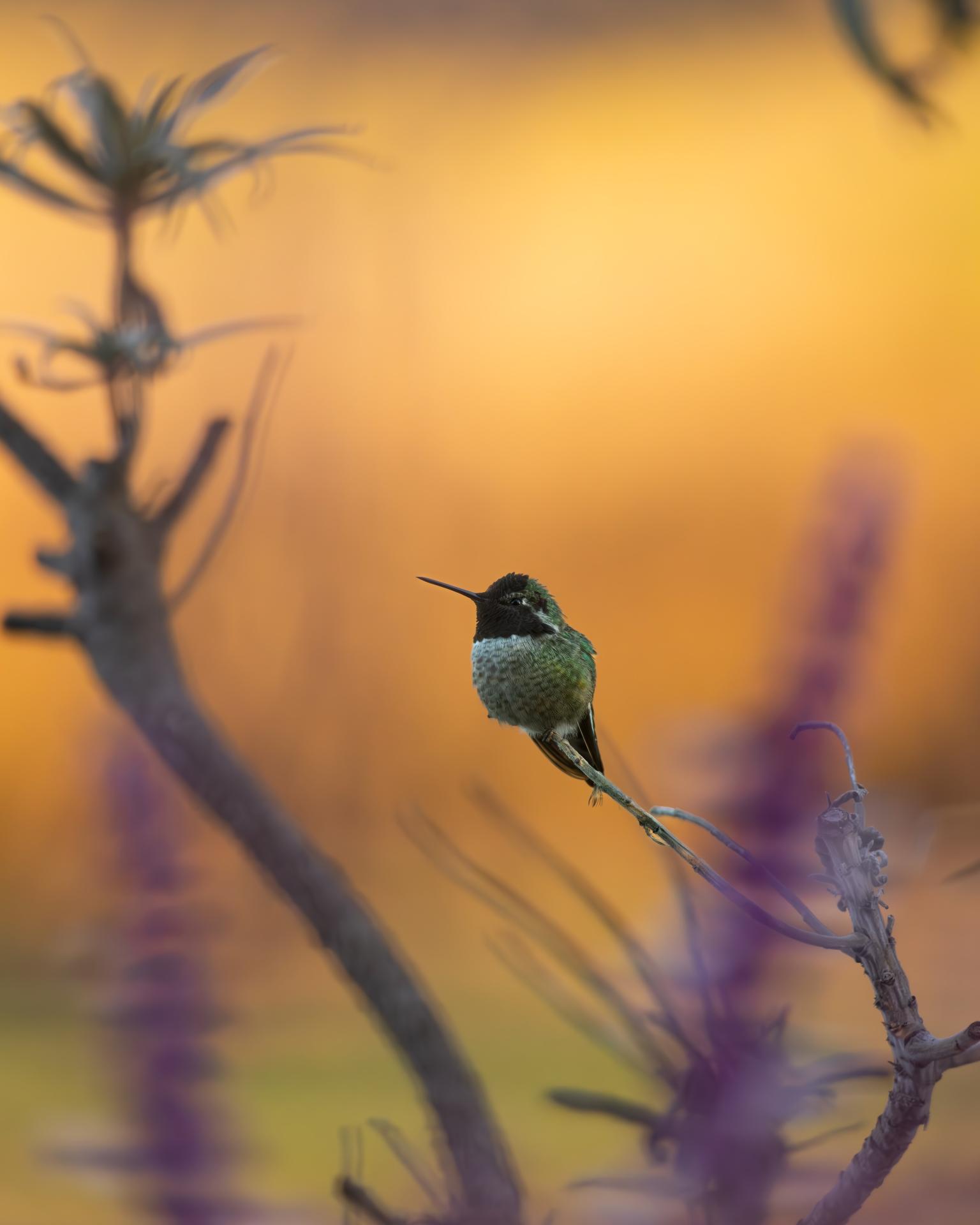 New York Photography Awards Winner - Hummingbird Hues: A Symphony in Flight