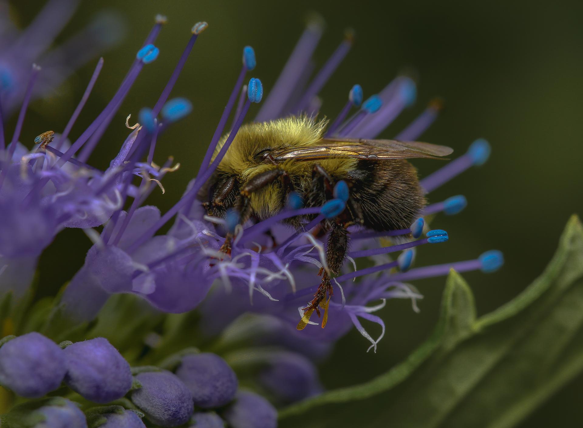 New York Photography Awards Winner - Sleeping Beauties