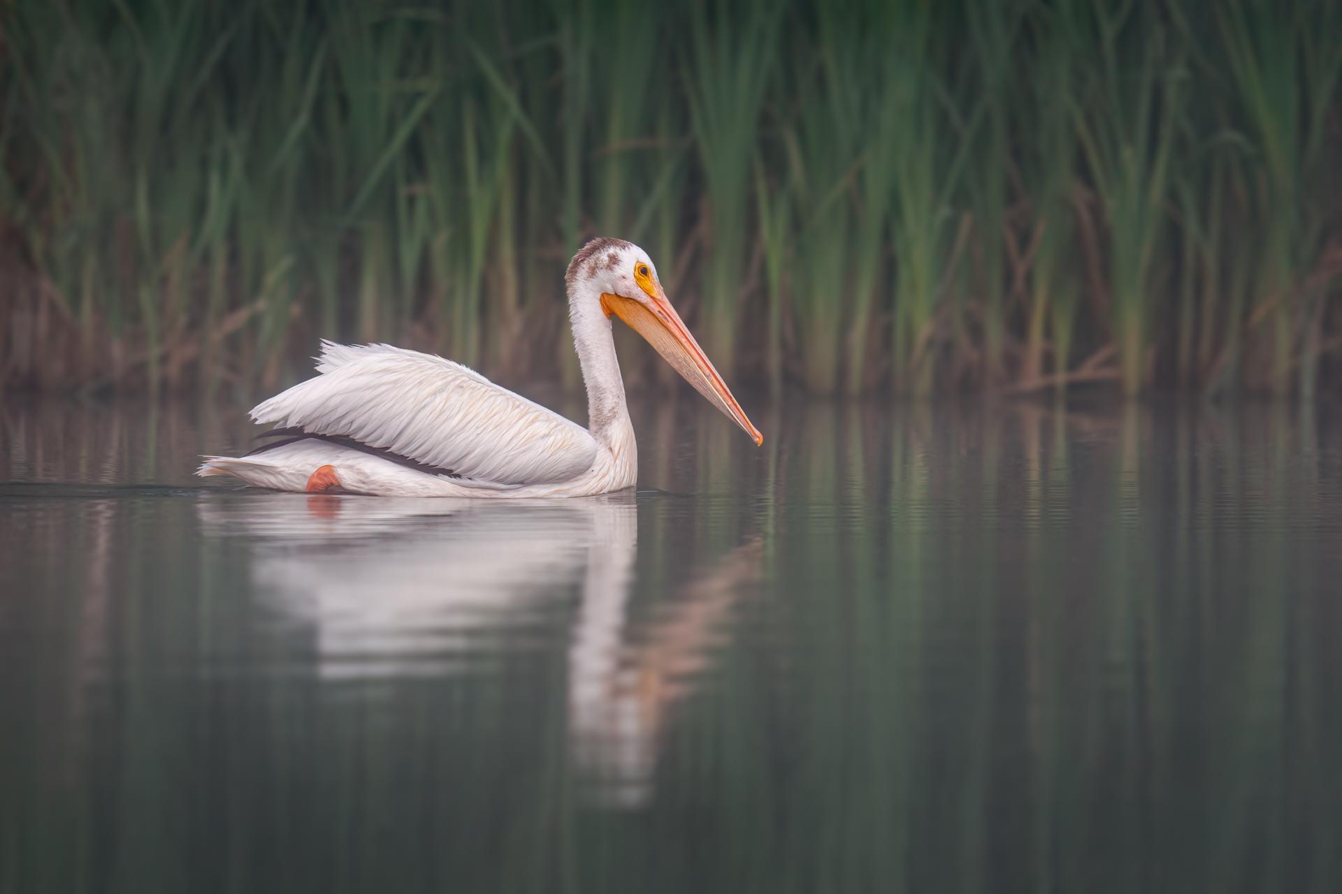 New York Photography Awards Winner - Morning Glide